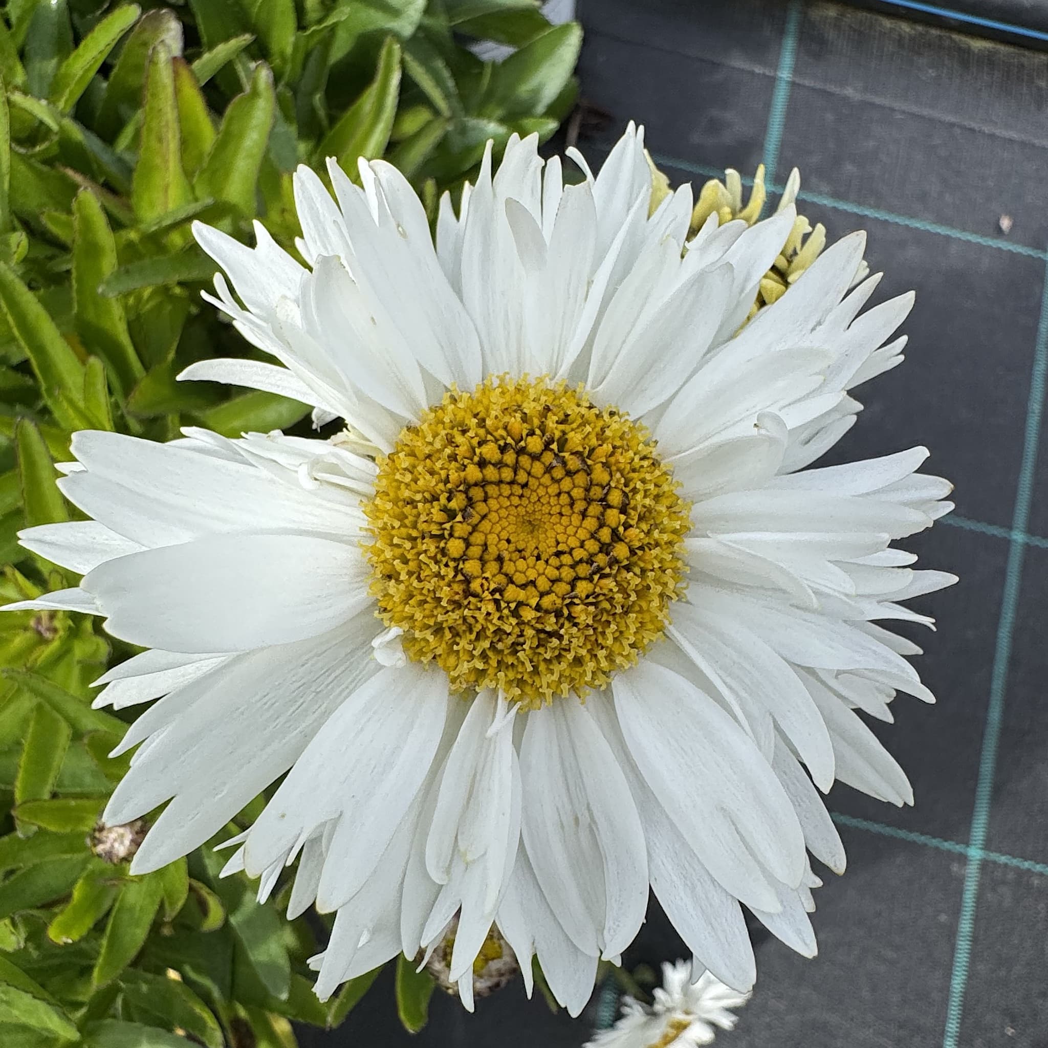 Leucanthemum superbum 'Madonna'