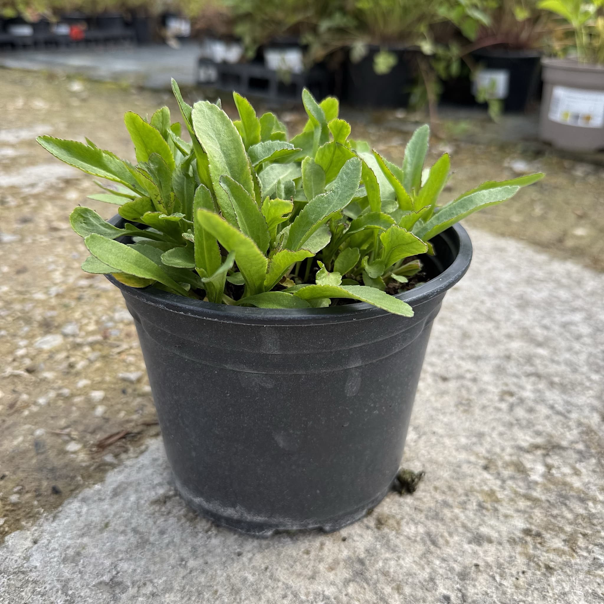 Leucanthemum 'Snow Lady'