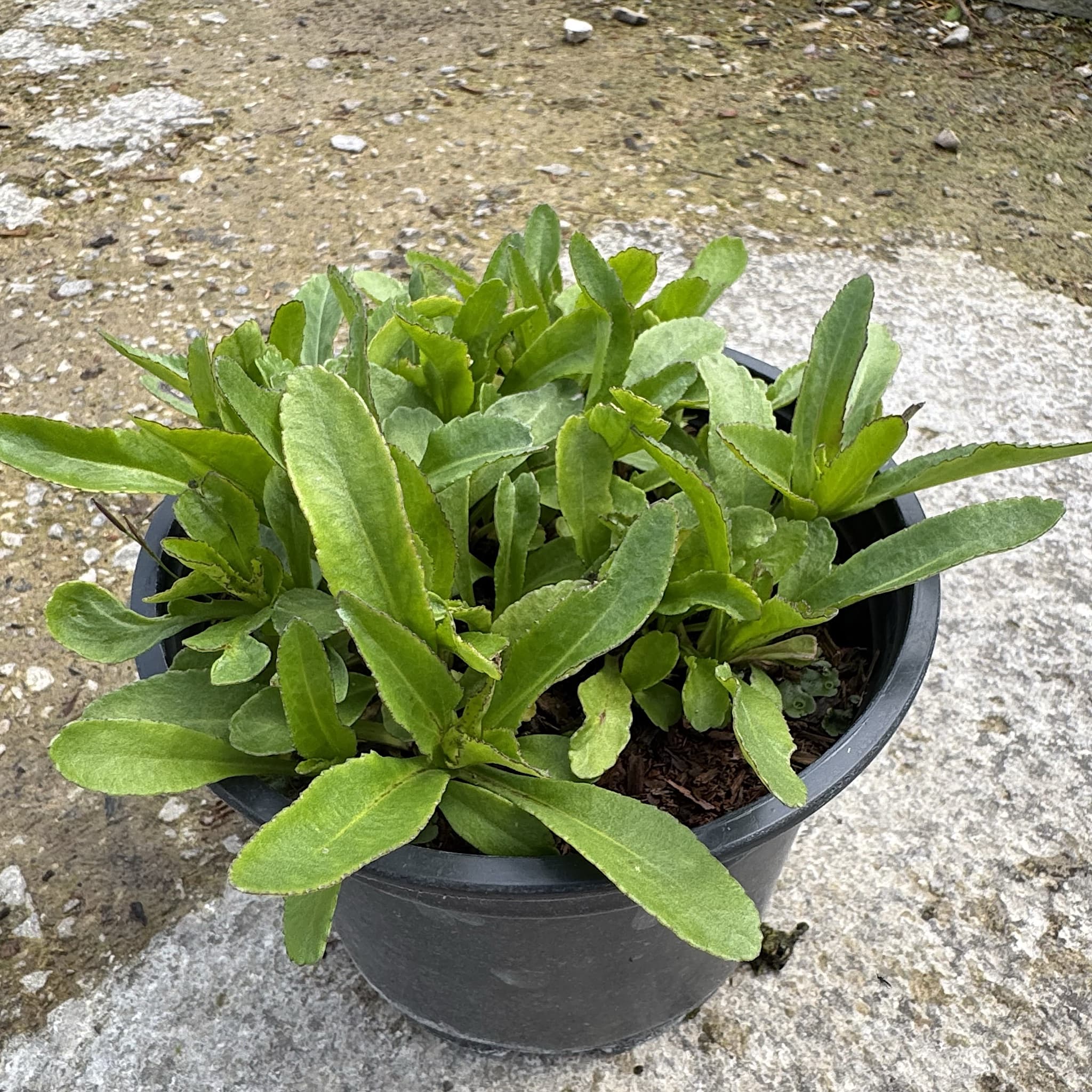 Leucanthemum 'Snow Lady'