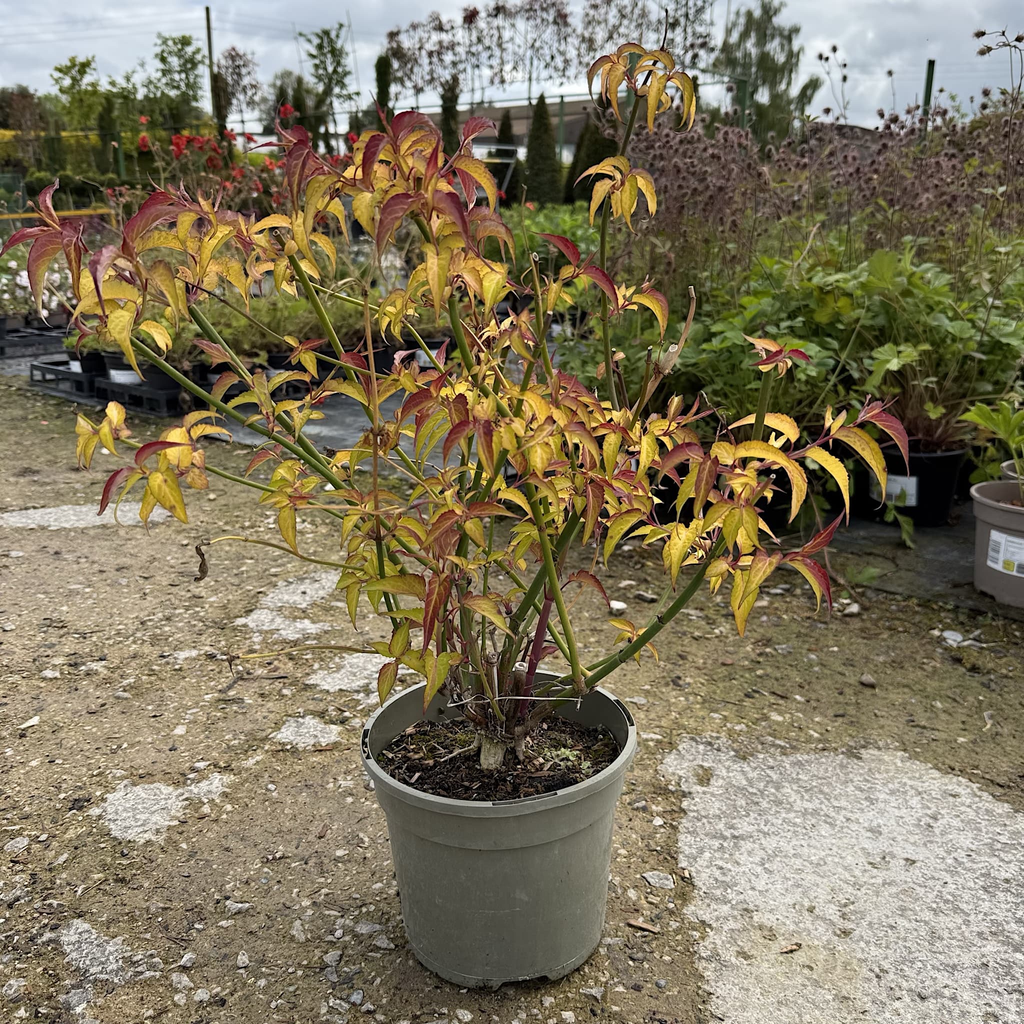 Leycesteria formosa 'Golden Lanterns'