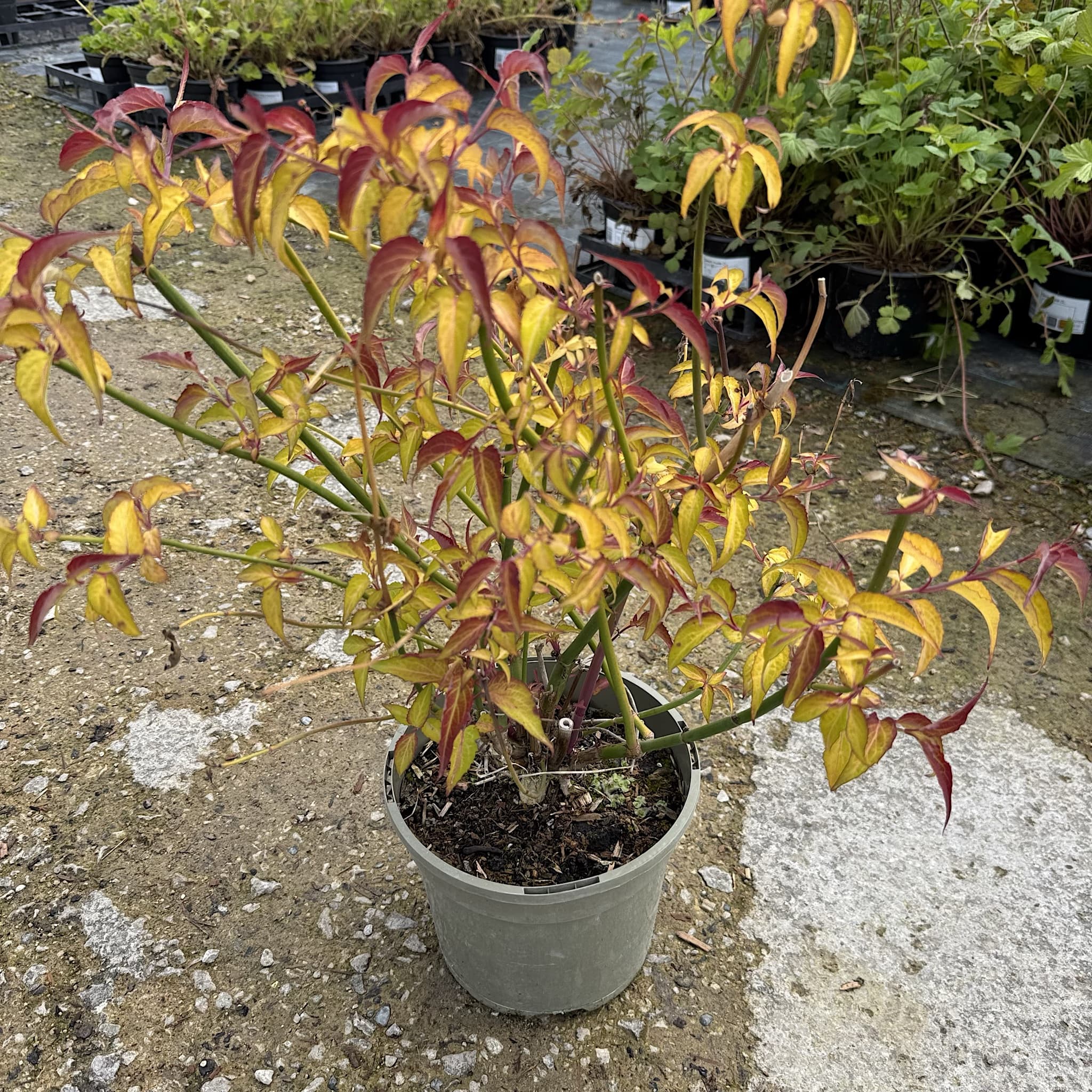 Leycesteria formosa 'Golden Lanterns'