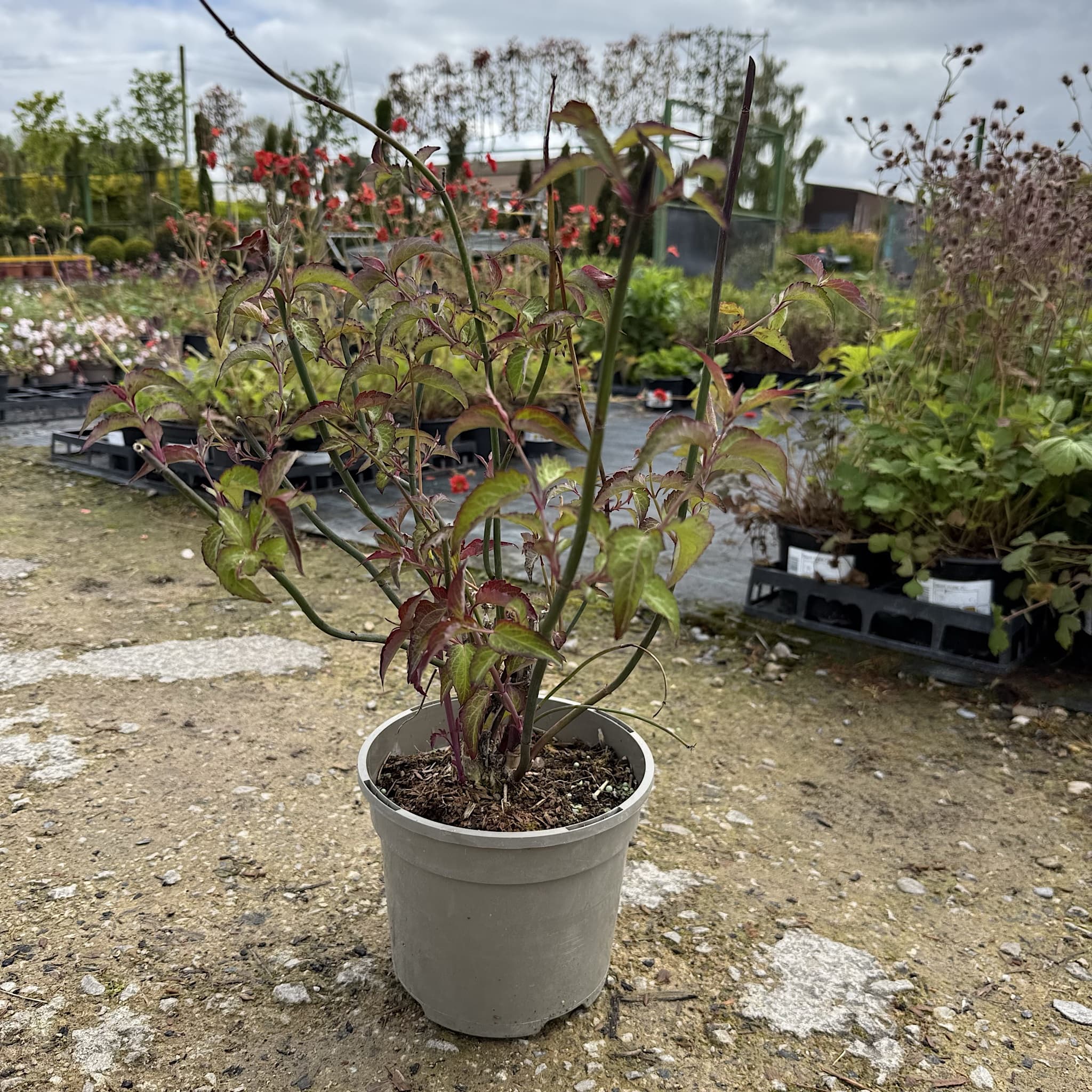 Leycesteria formosa 'Purple Rain'