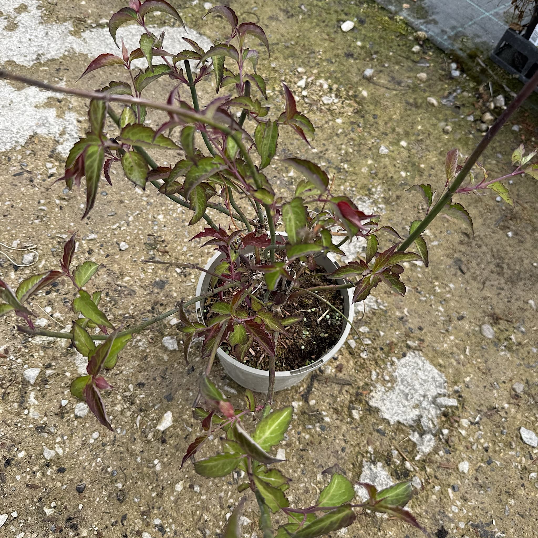 Leycesteria formosa 'Purple Rain'