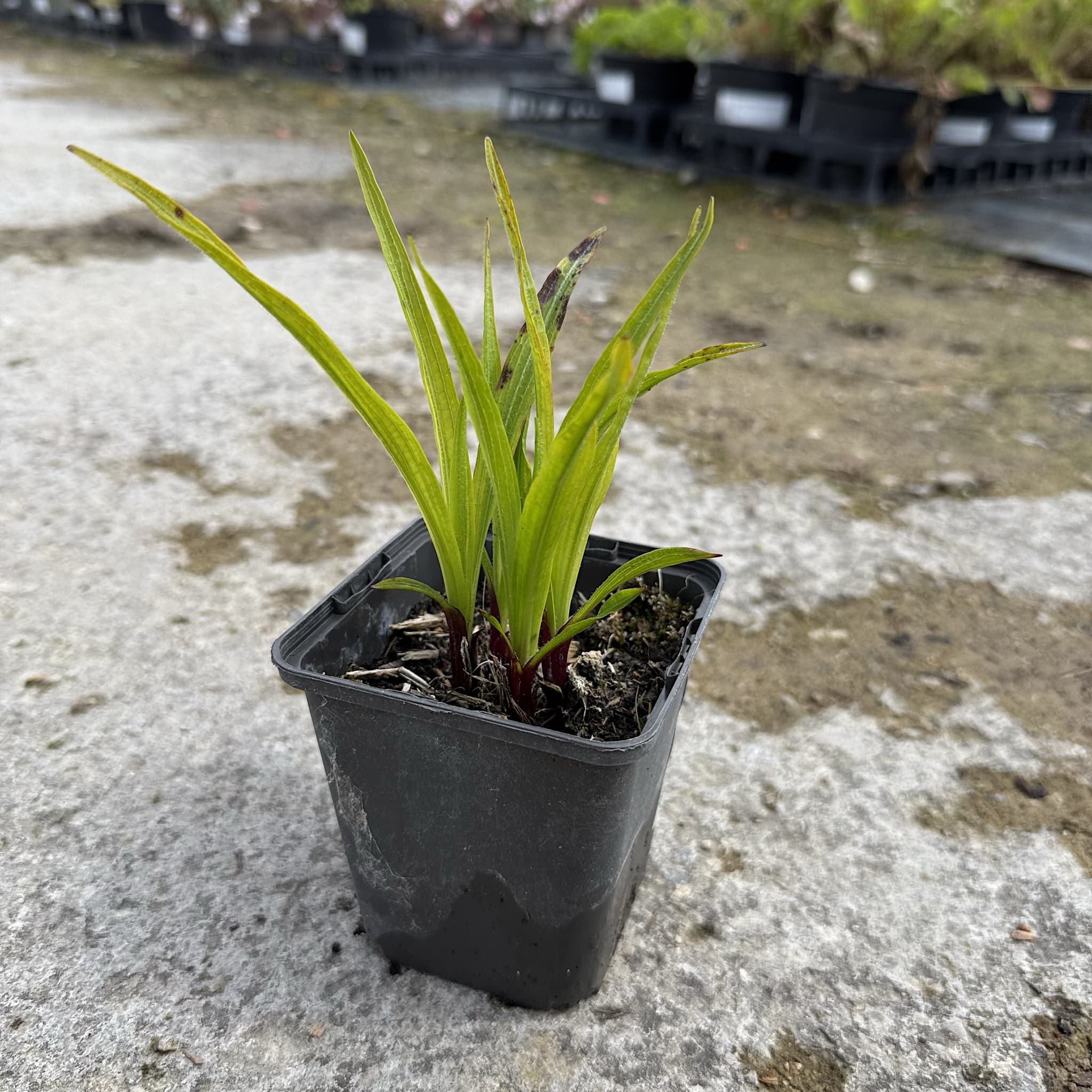 Liatris spicata
