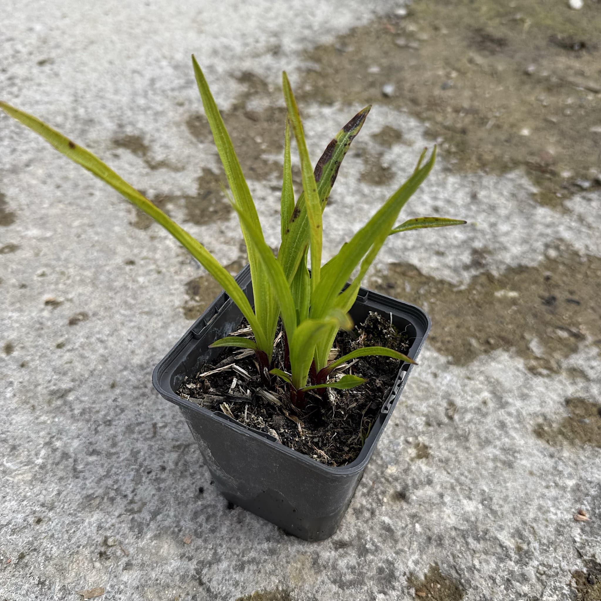 Liatris spicata