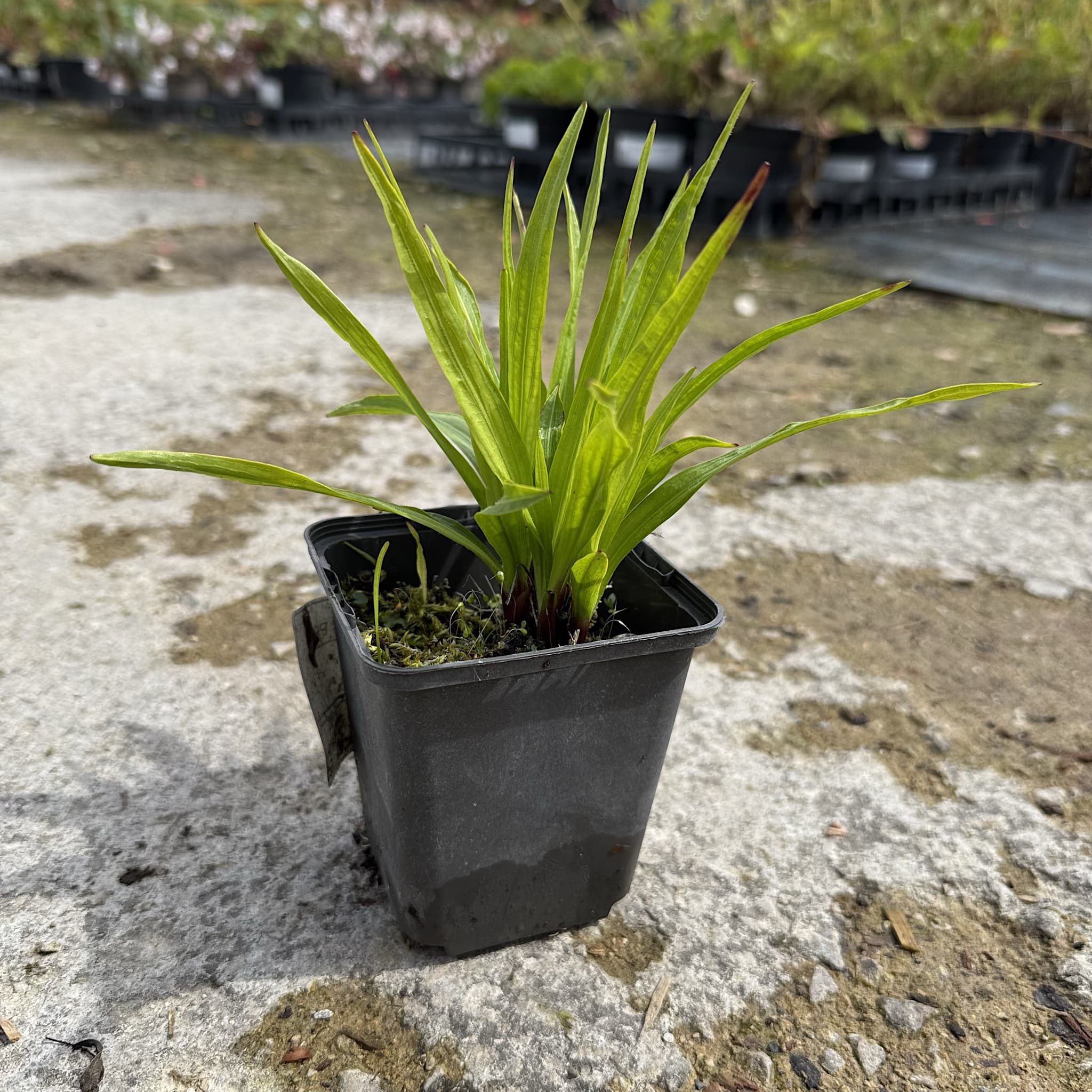Liatris spicata 'Alba'