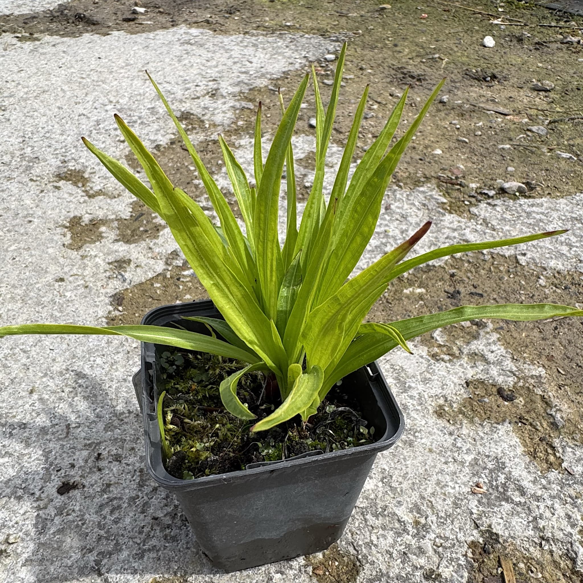 Liatris spicata 'Alba'