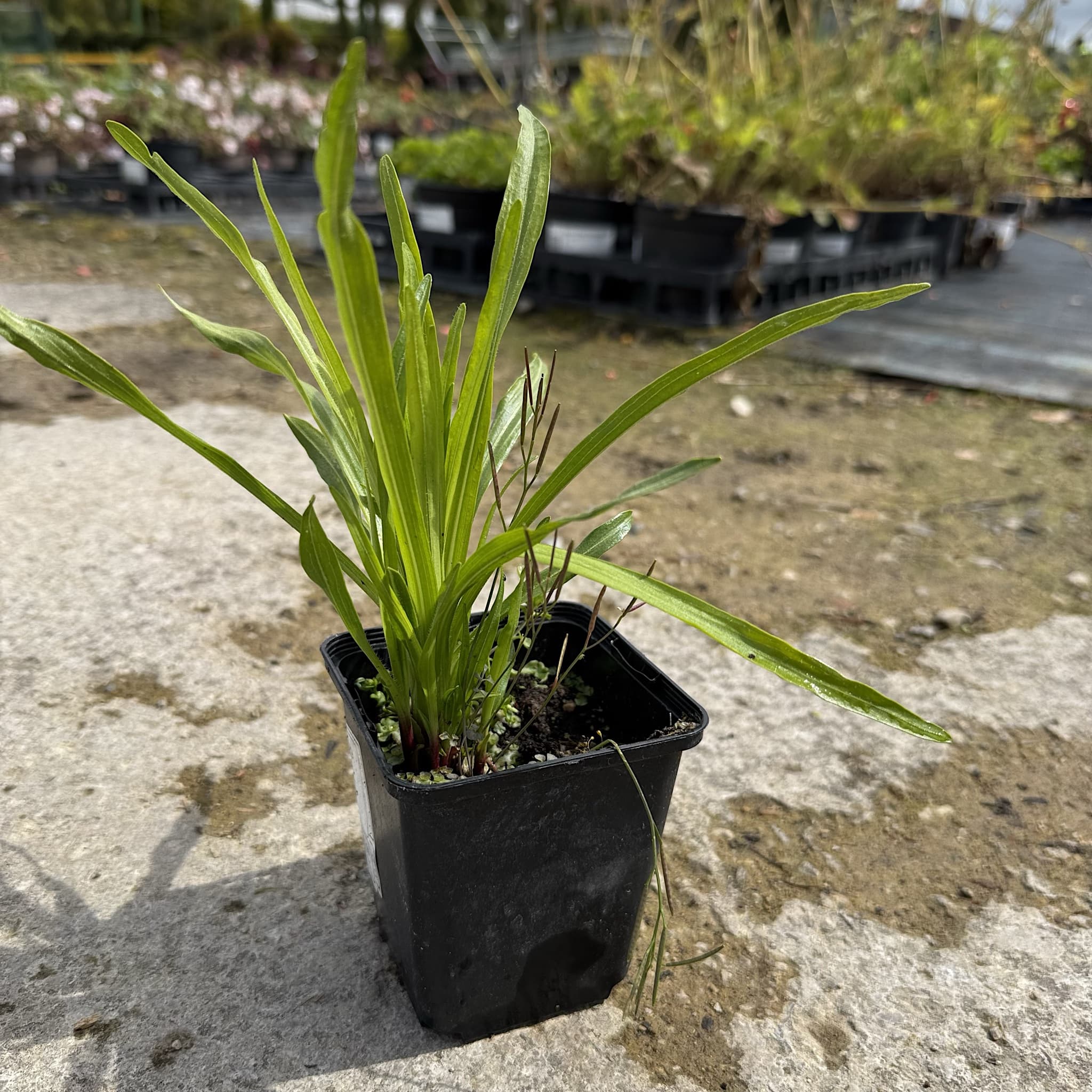 Liatris spicata 'Kobold'