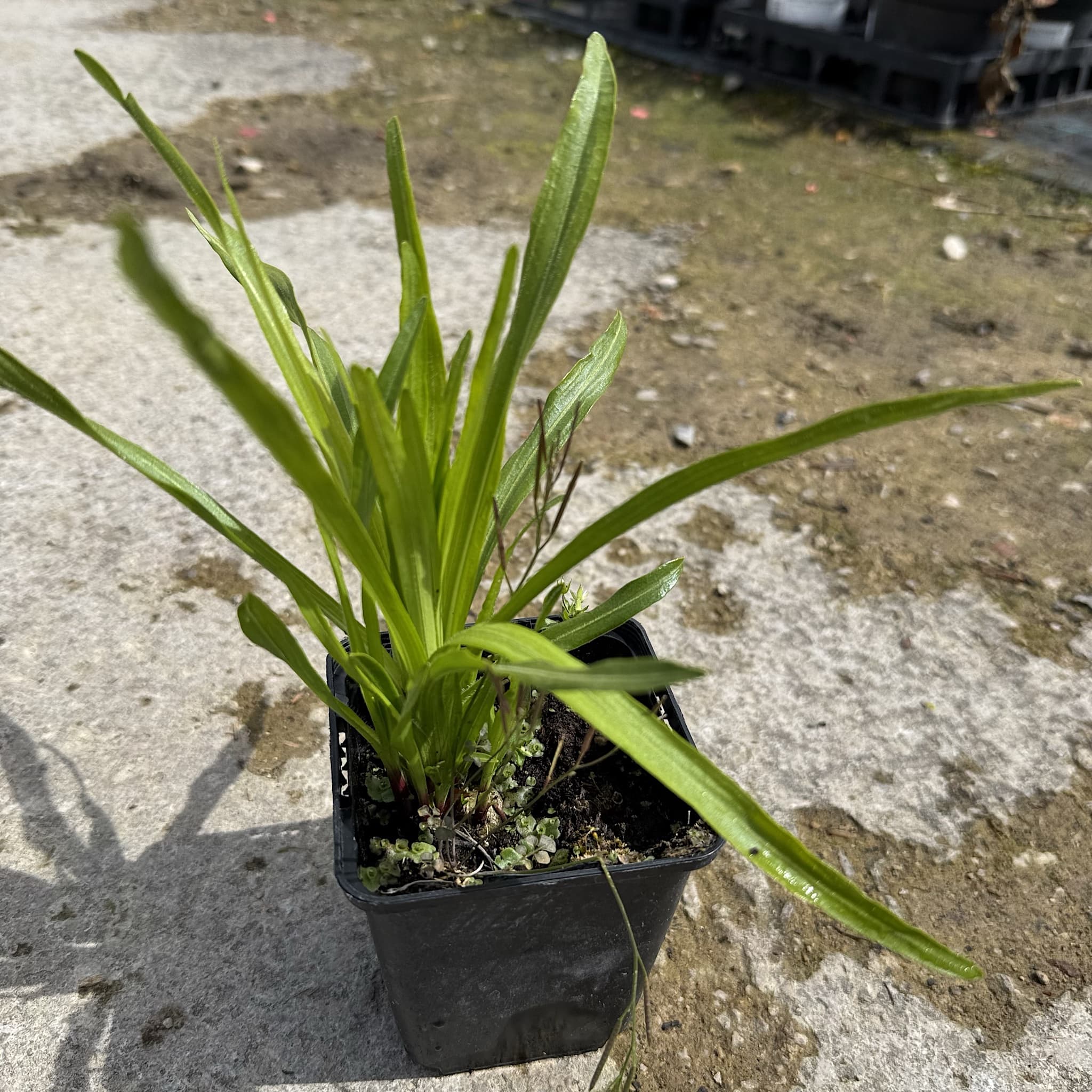 Liatris spicata 'Kobold'
