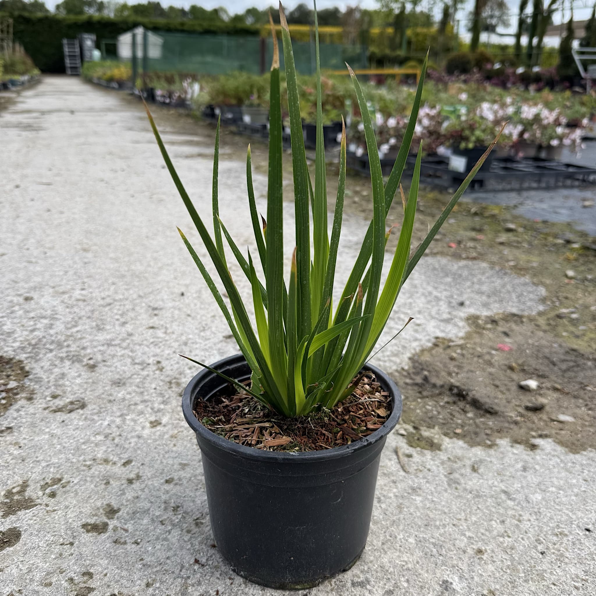 Libertia grandiflora