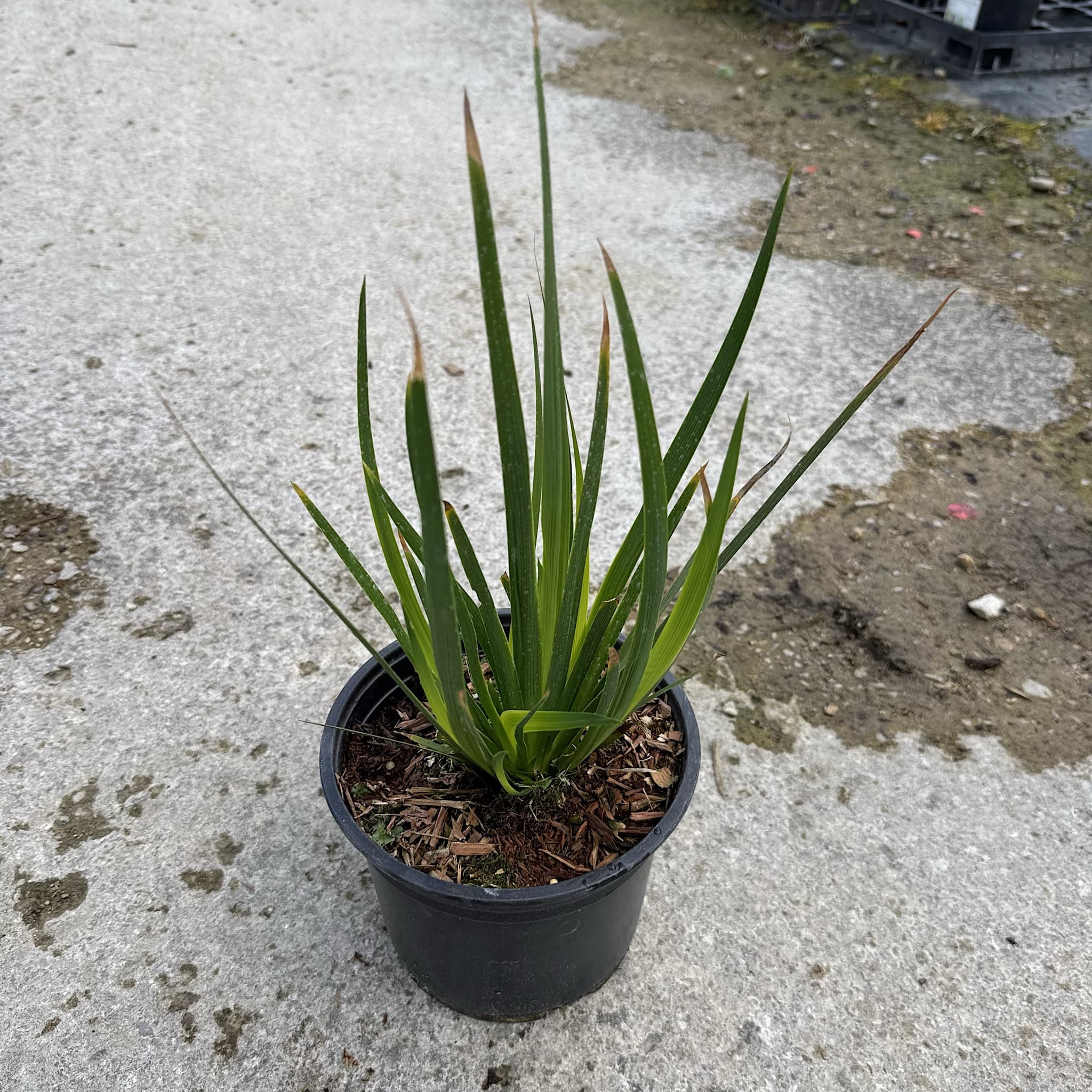 Libertia grandiflora