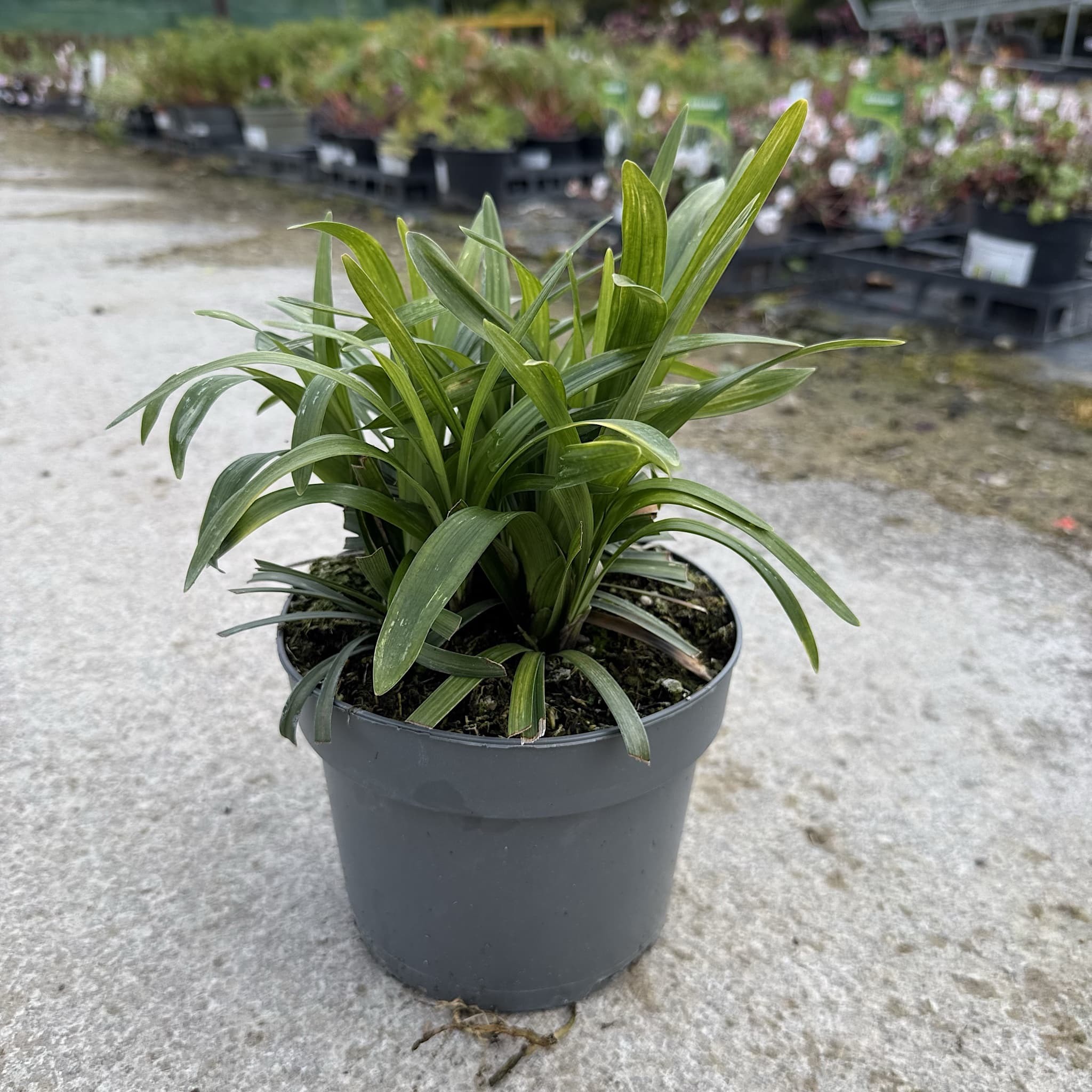 Liriope muscari