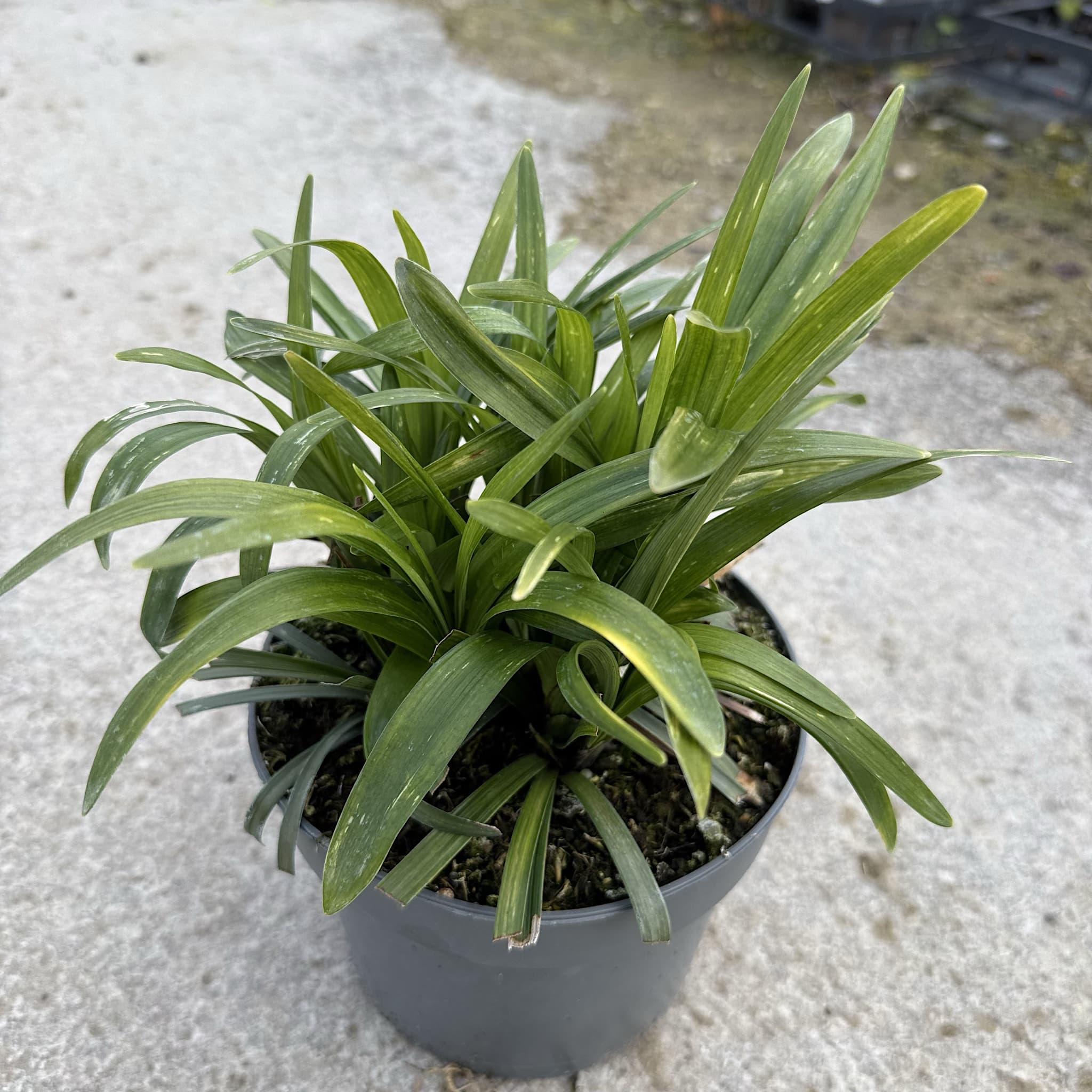 Liriope muscari
