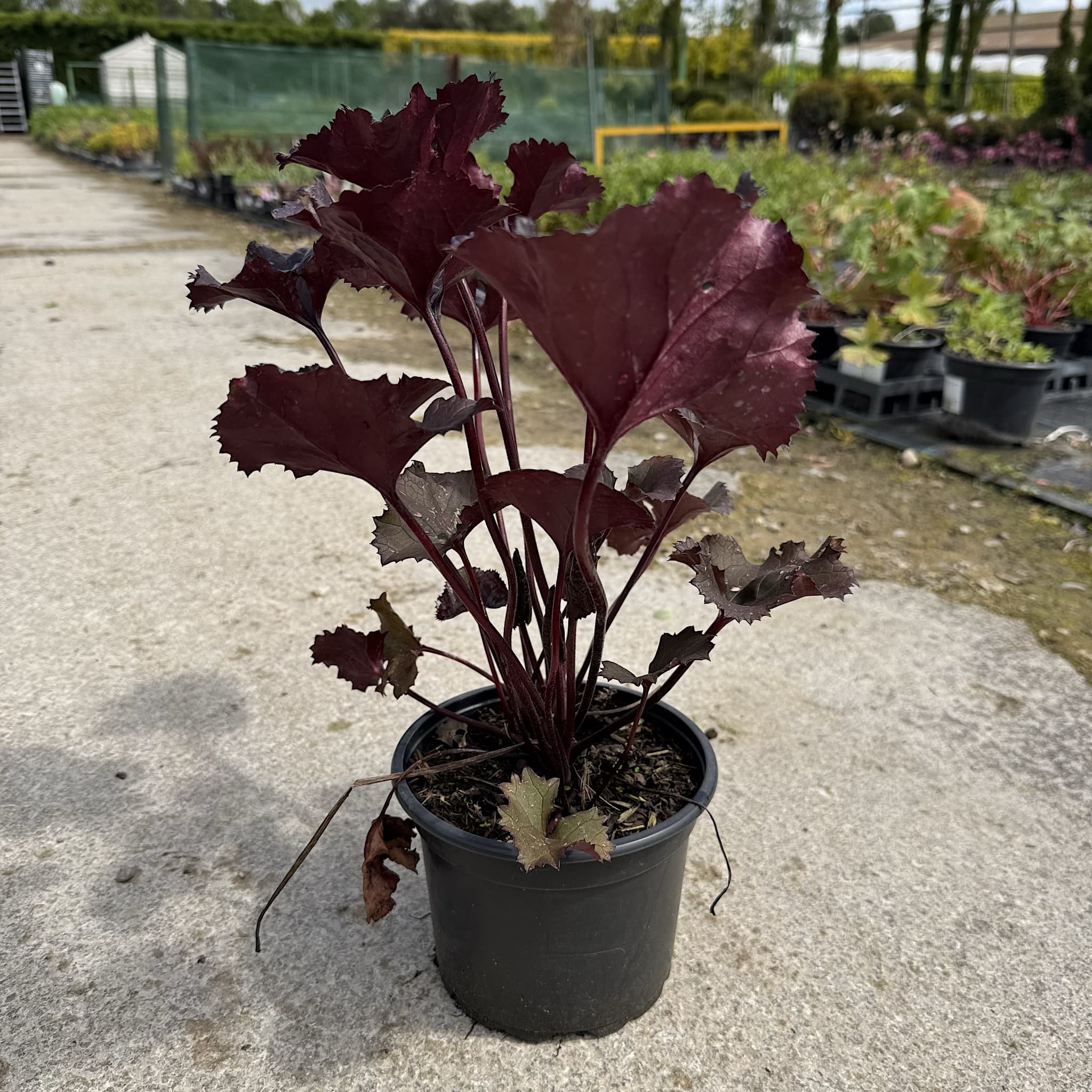 Ligularia 'Britt Marie Crawford'