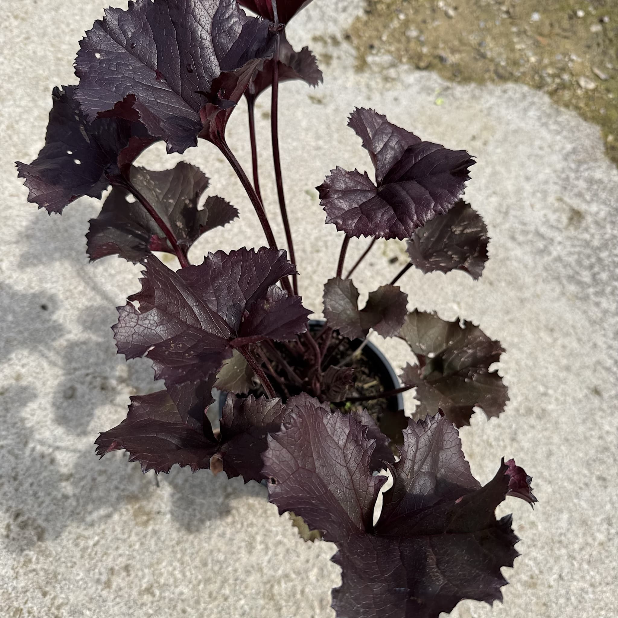 Ligularia 'Britt Marie Crawford'