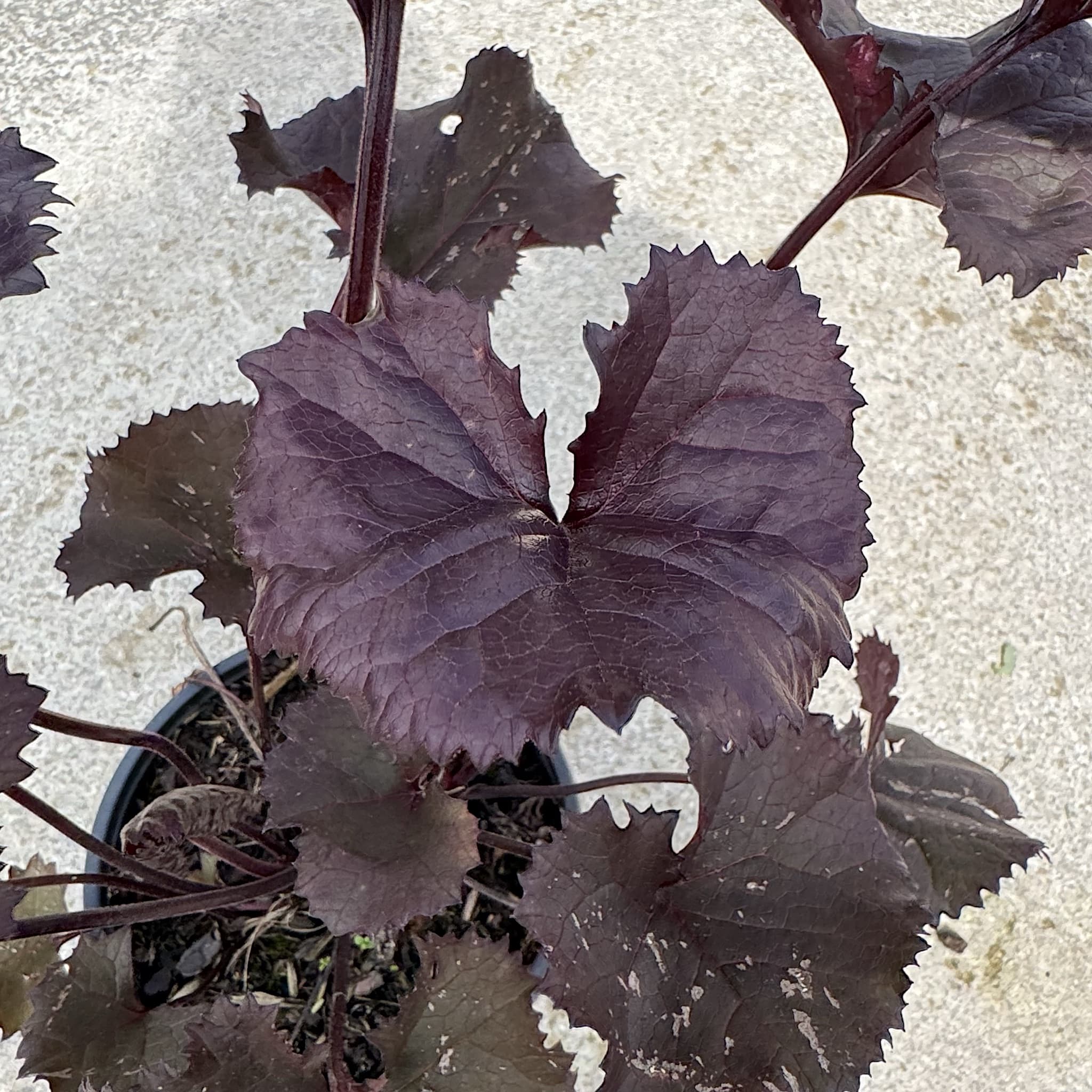 Ligularia 'Britt Marie Crawford'