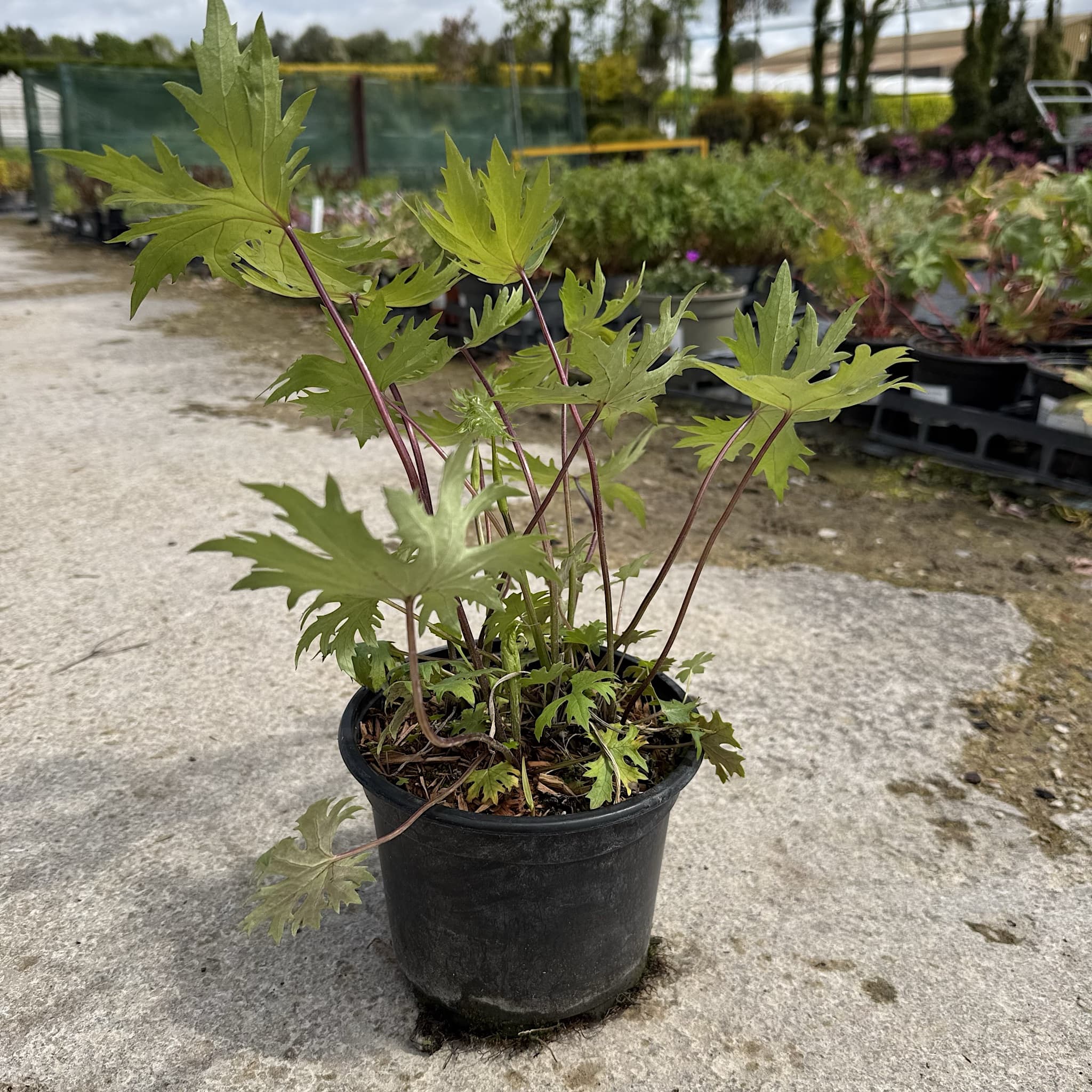Ligularia przewalskii