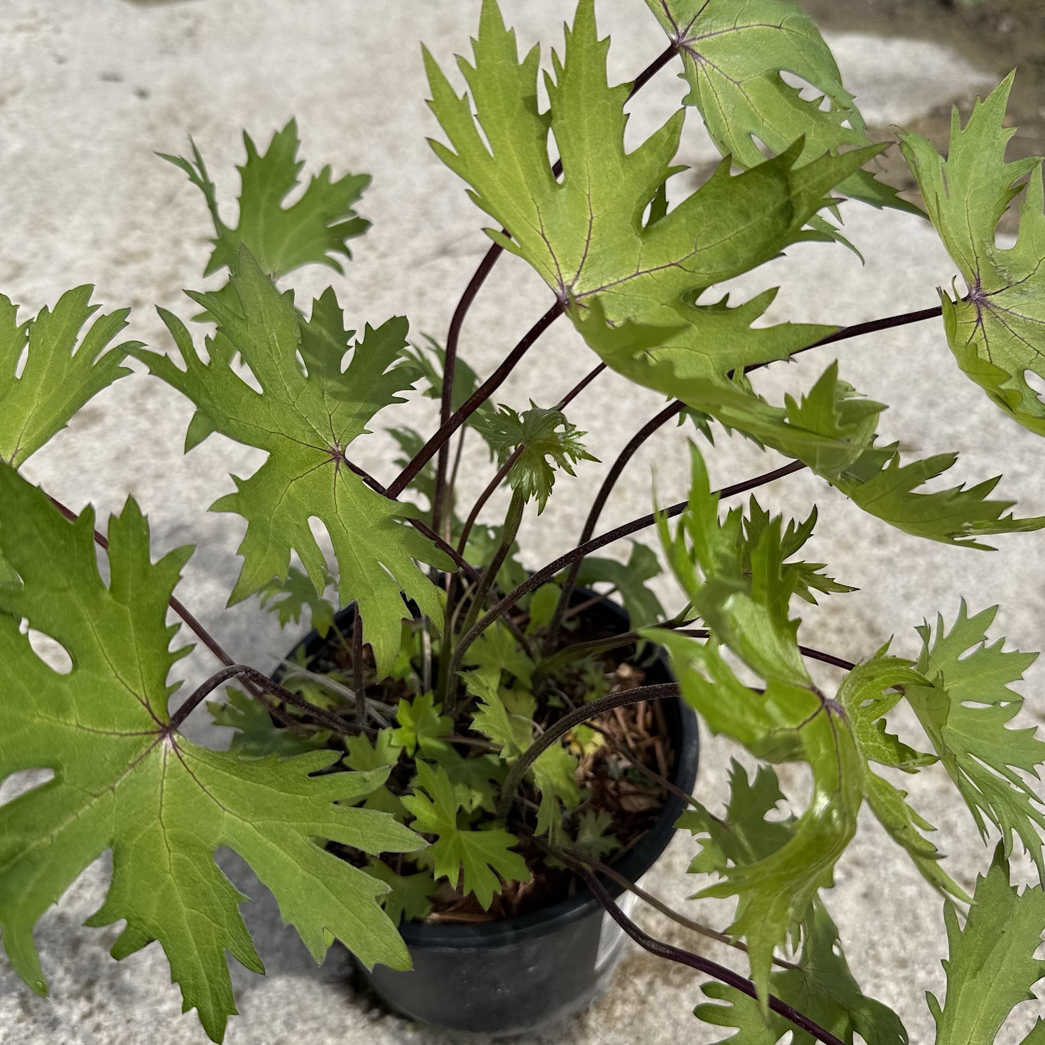Ligularia przewalskii