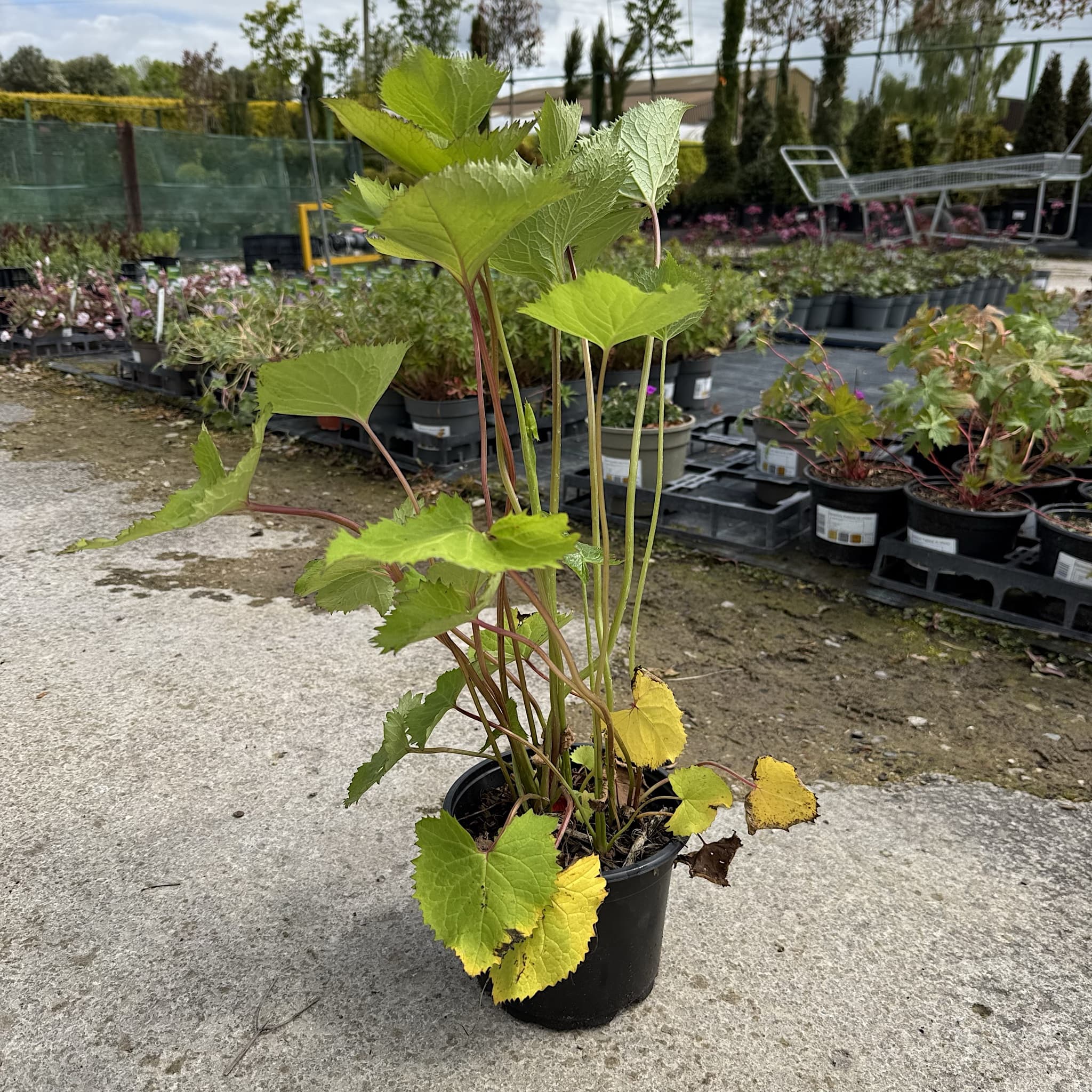 Ligularia sten. 'The Rocket'