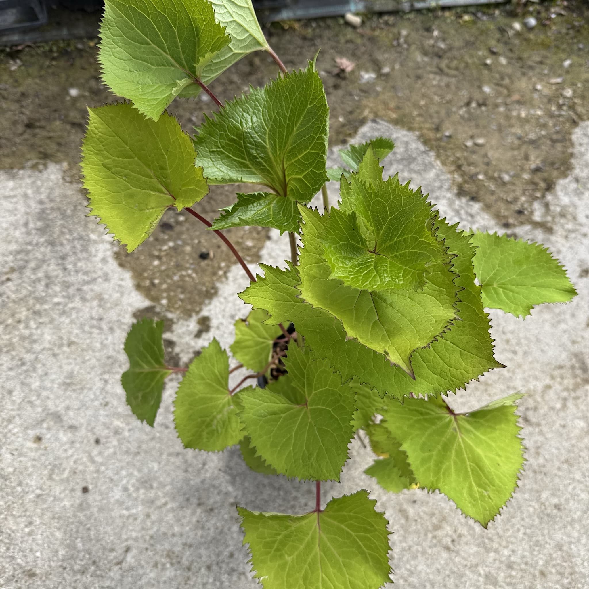 Ligularia sten. 'The Rocket'