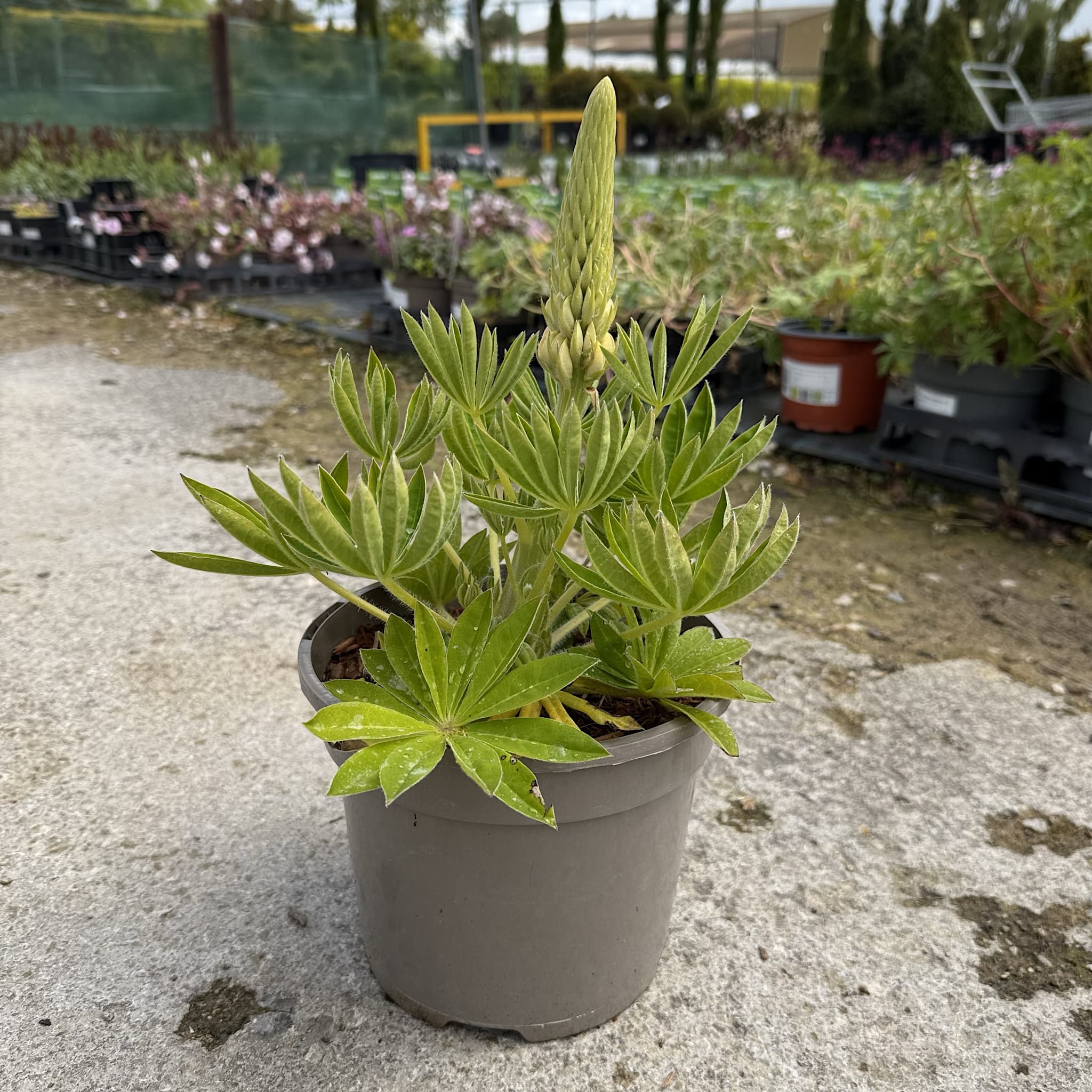 Lupinus ‘Desert Sun’