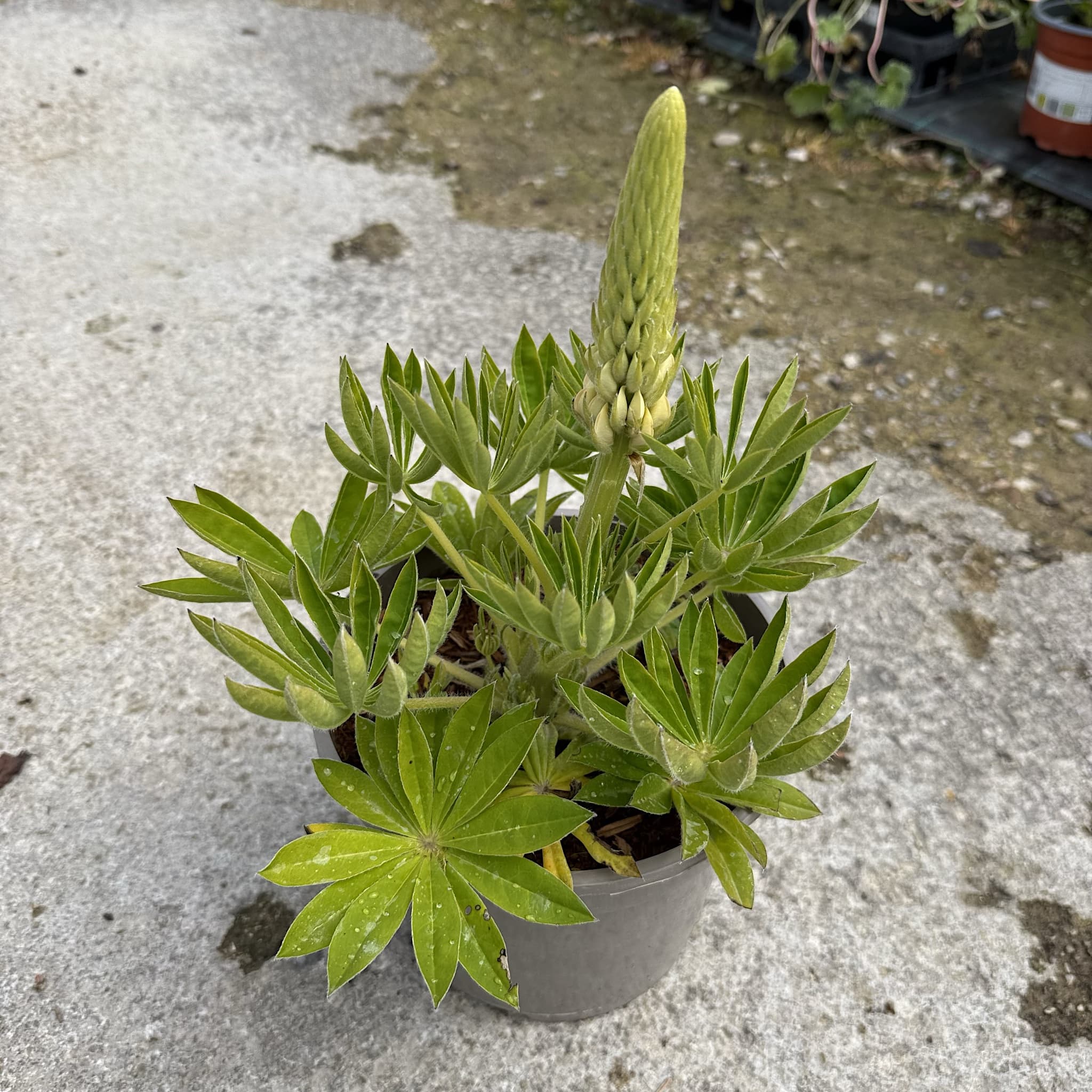 Lupinus ‘Desert Sun’