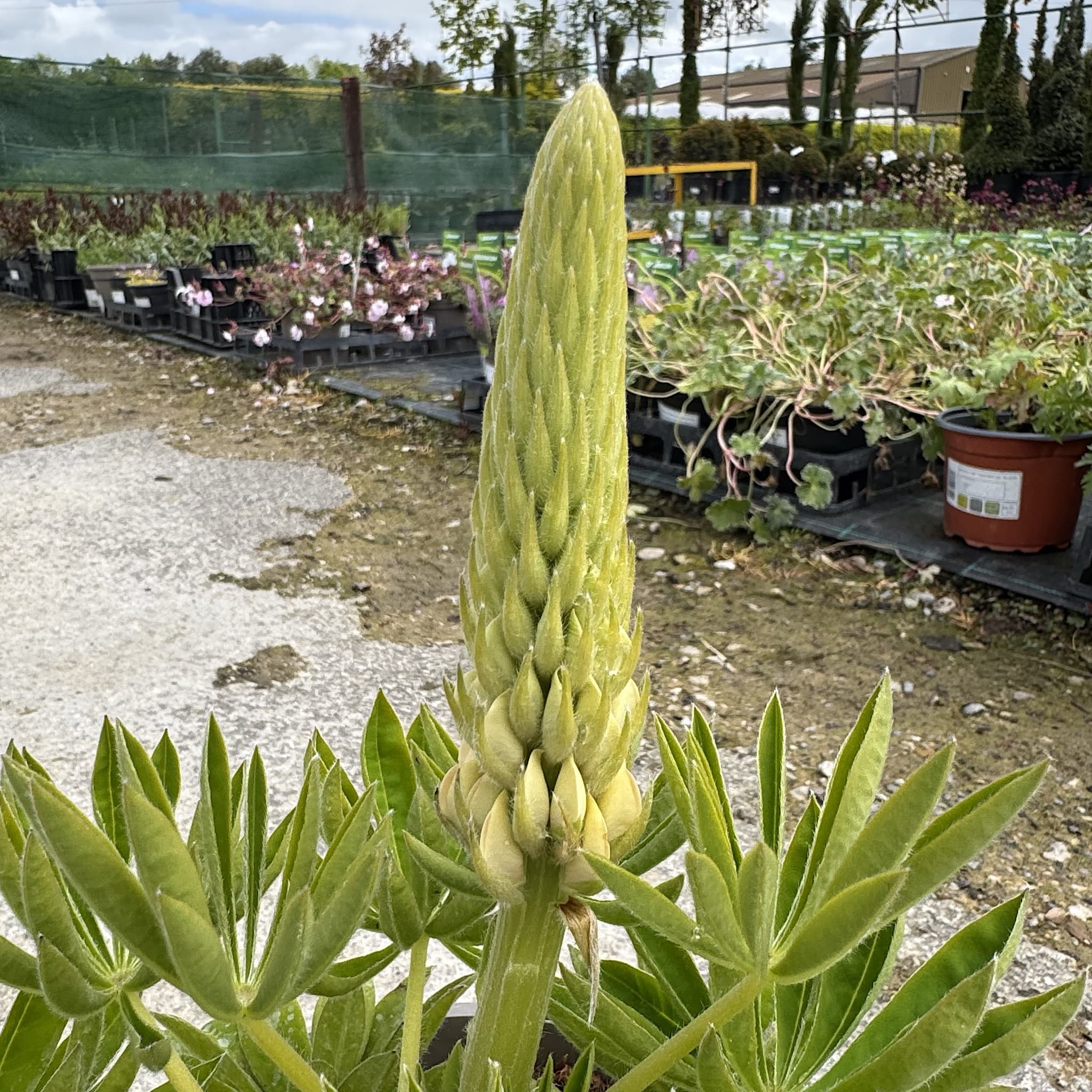 Lupinus ‘Desert Sun’