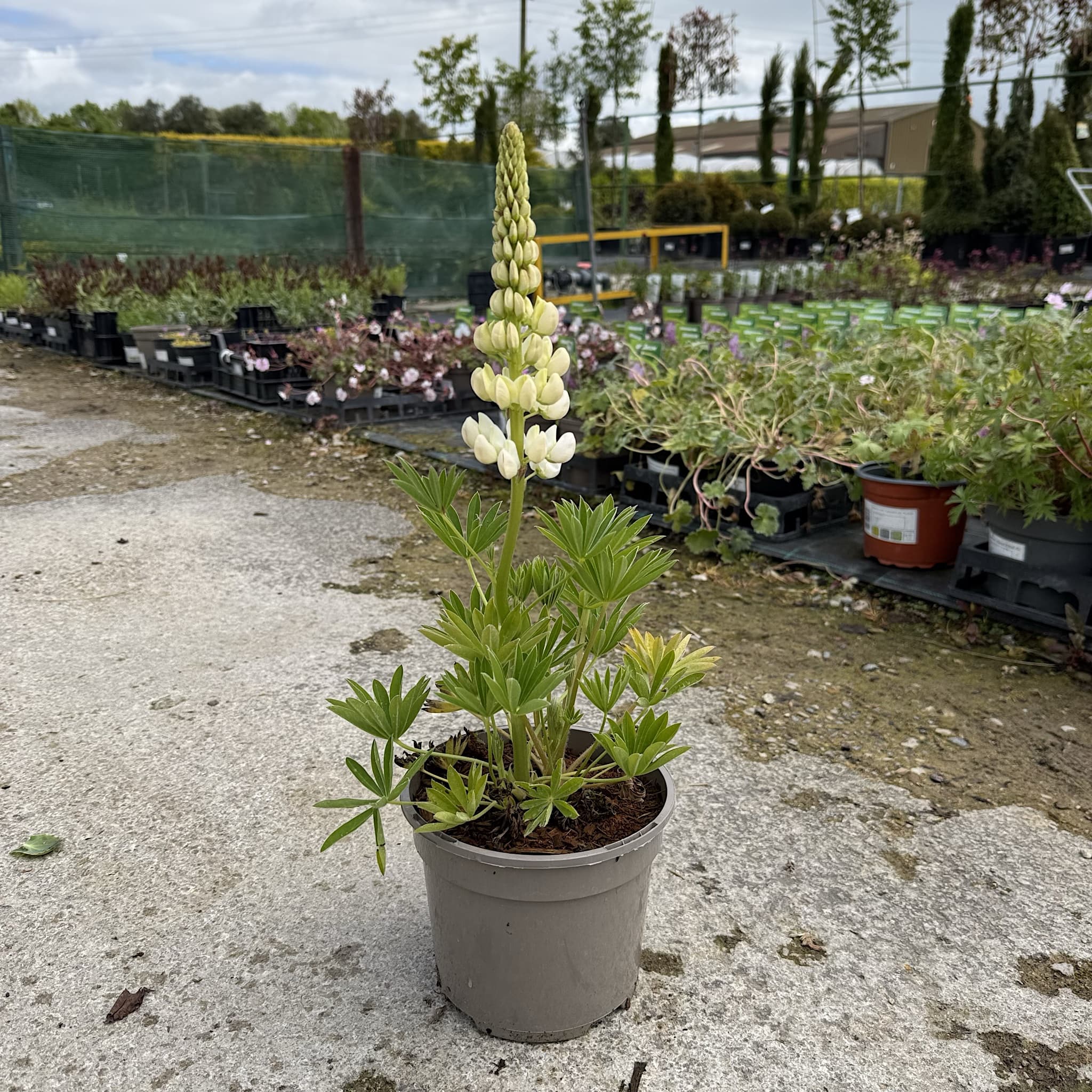 Lupin 'Legendary White Shades'