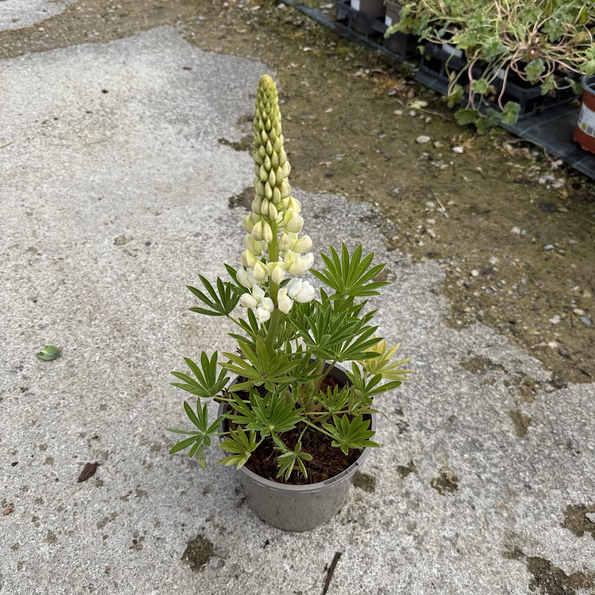 Lupin 'Legendary White Shades'