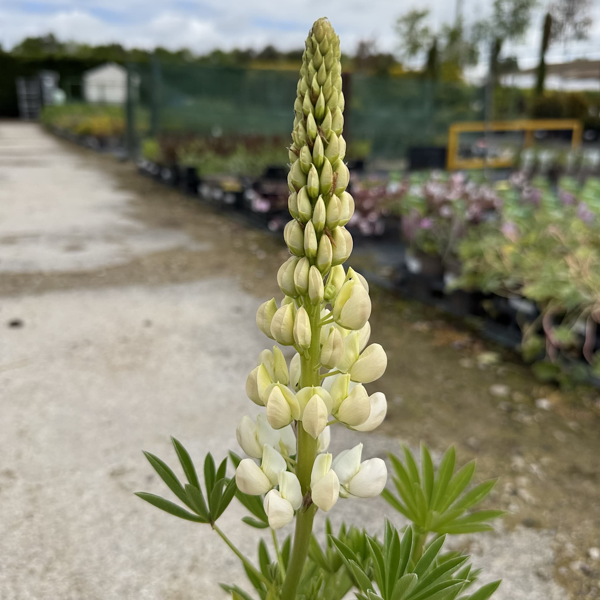Lupin 'Legendary White Shades'