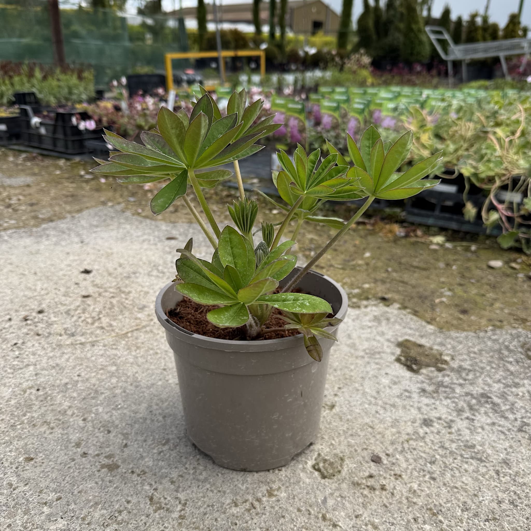Lupinus 'Magic Lantern'