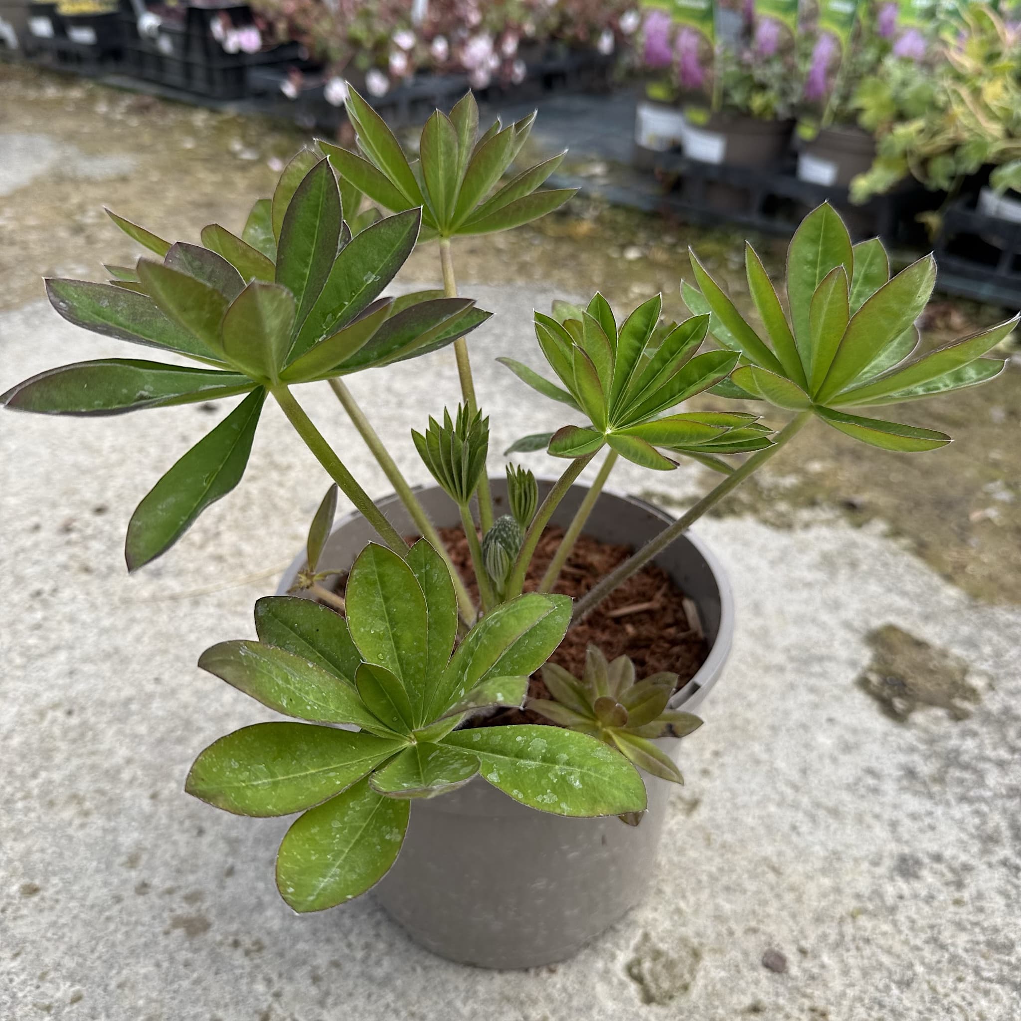 Lupinus 'Magic Lantern'