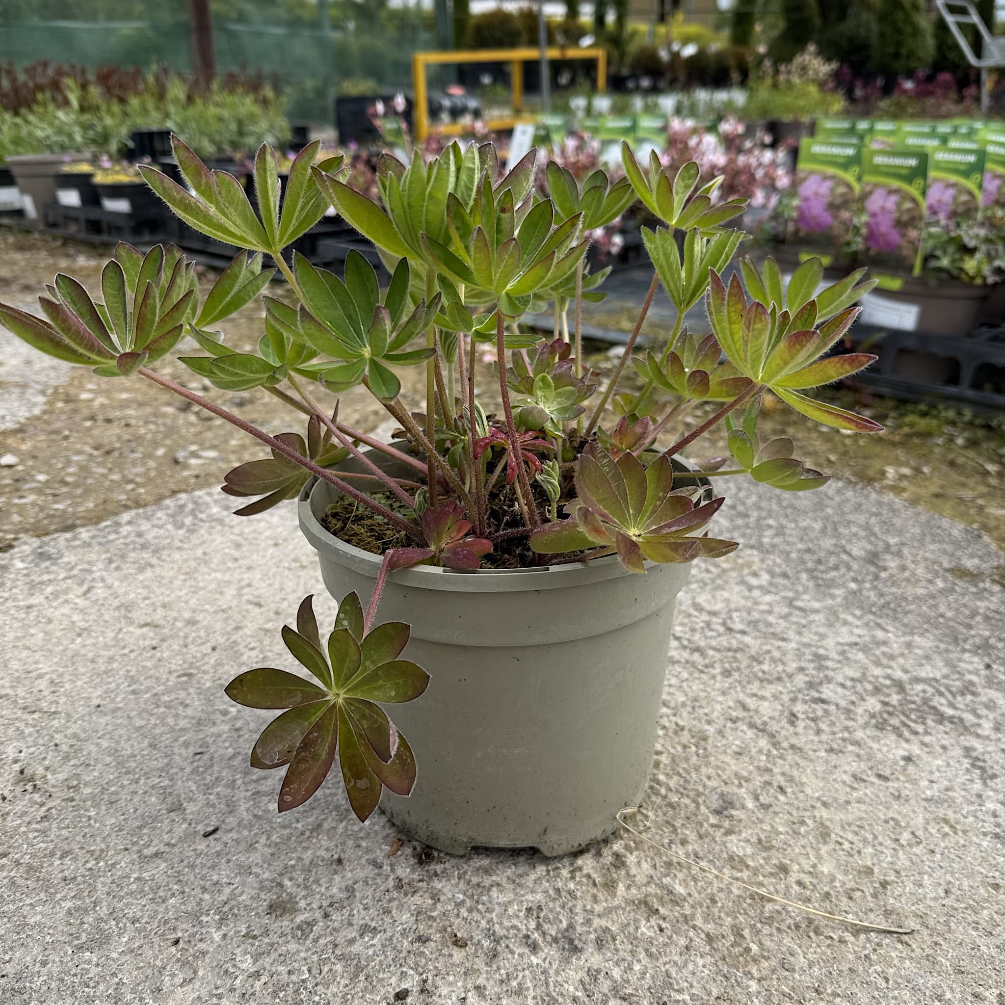 Lupinus 'Manhattan Lights'