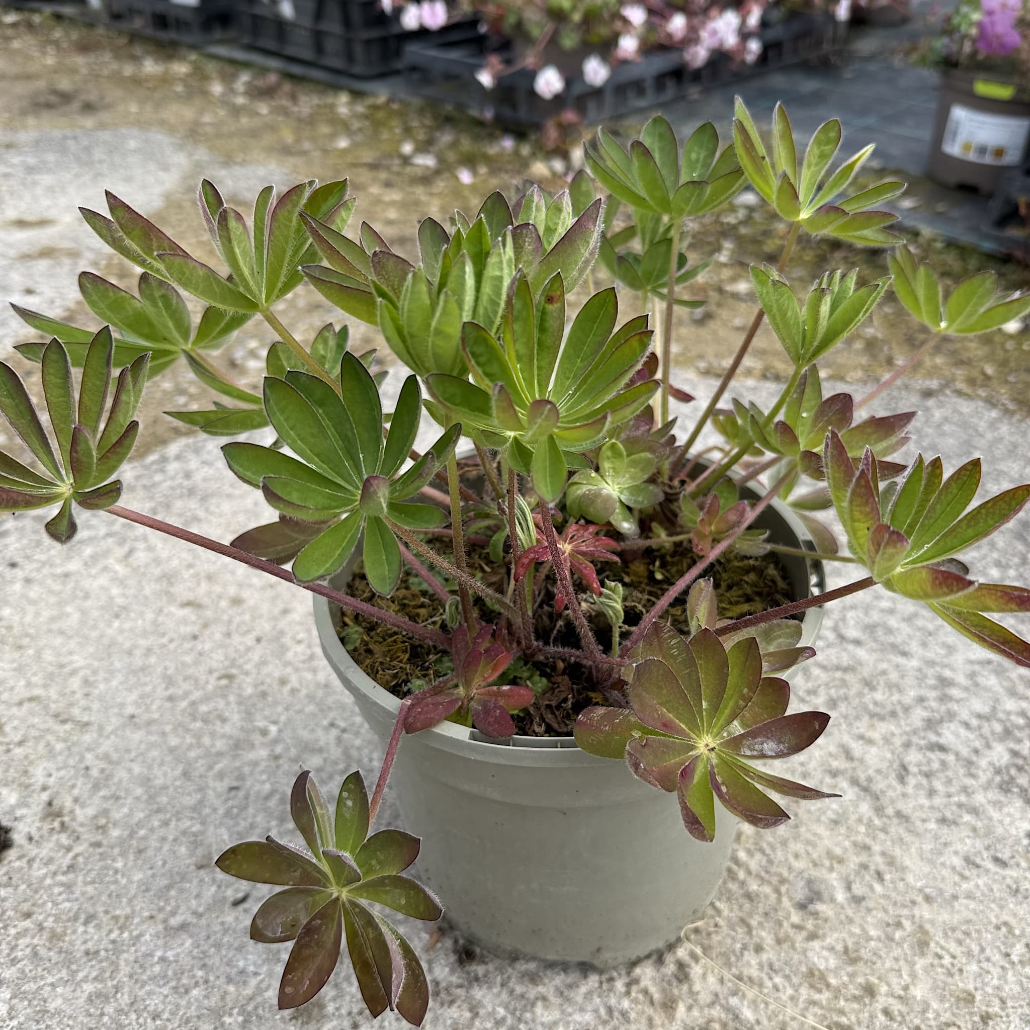 Lupinus 'Manhattan Lights'