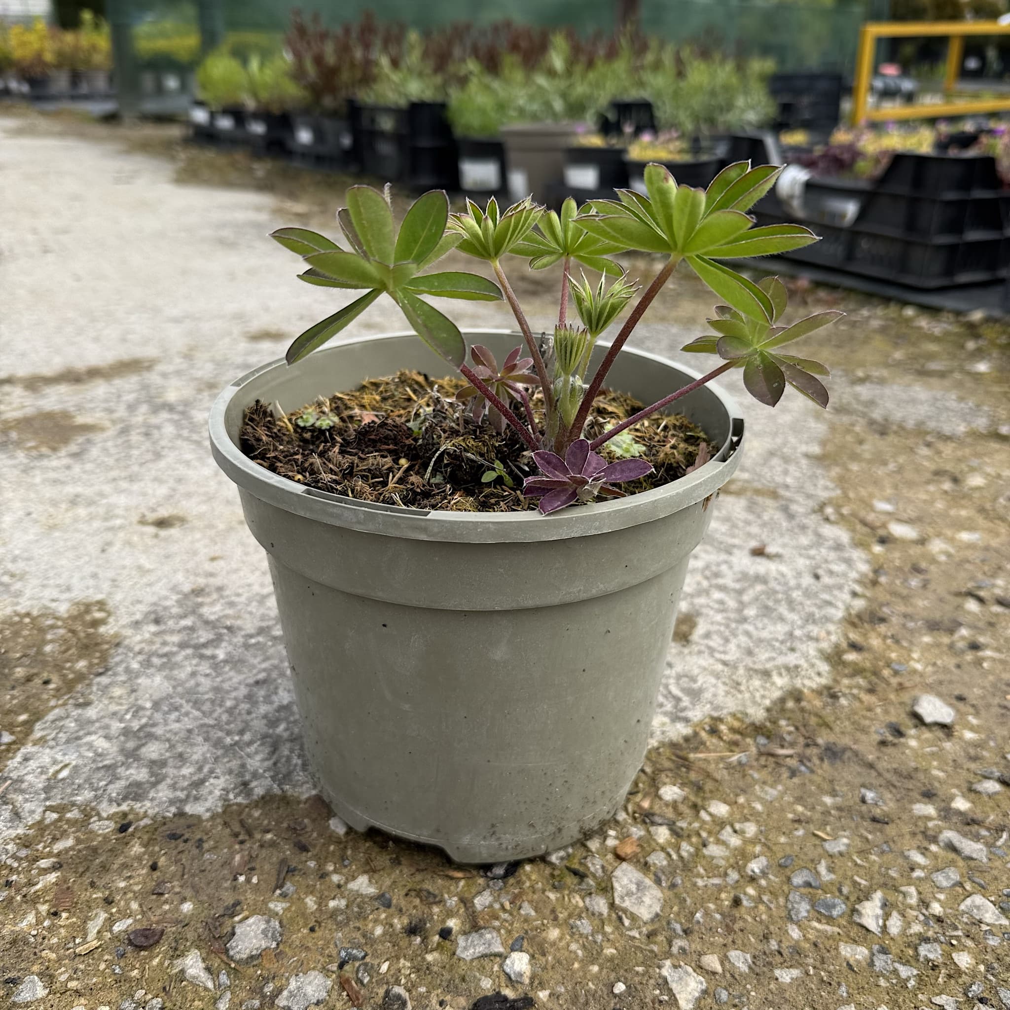 Lupinus 'Persian Slipper'