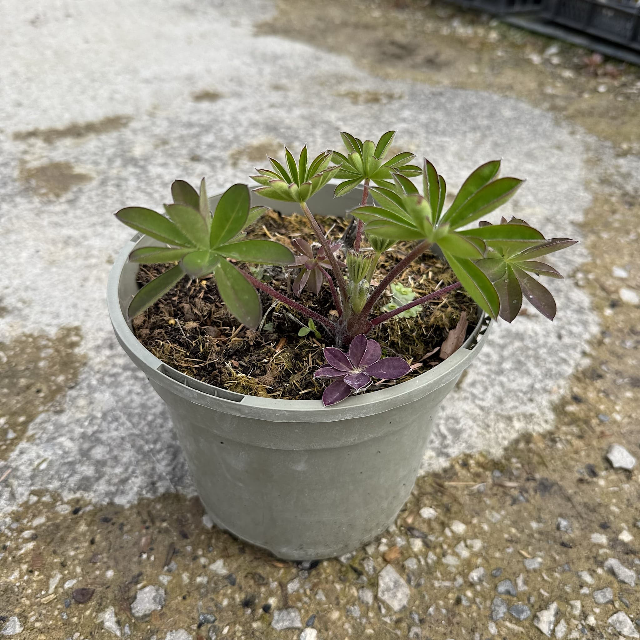 Lupinus 'Persian Slipper'
