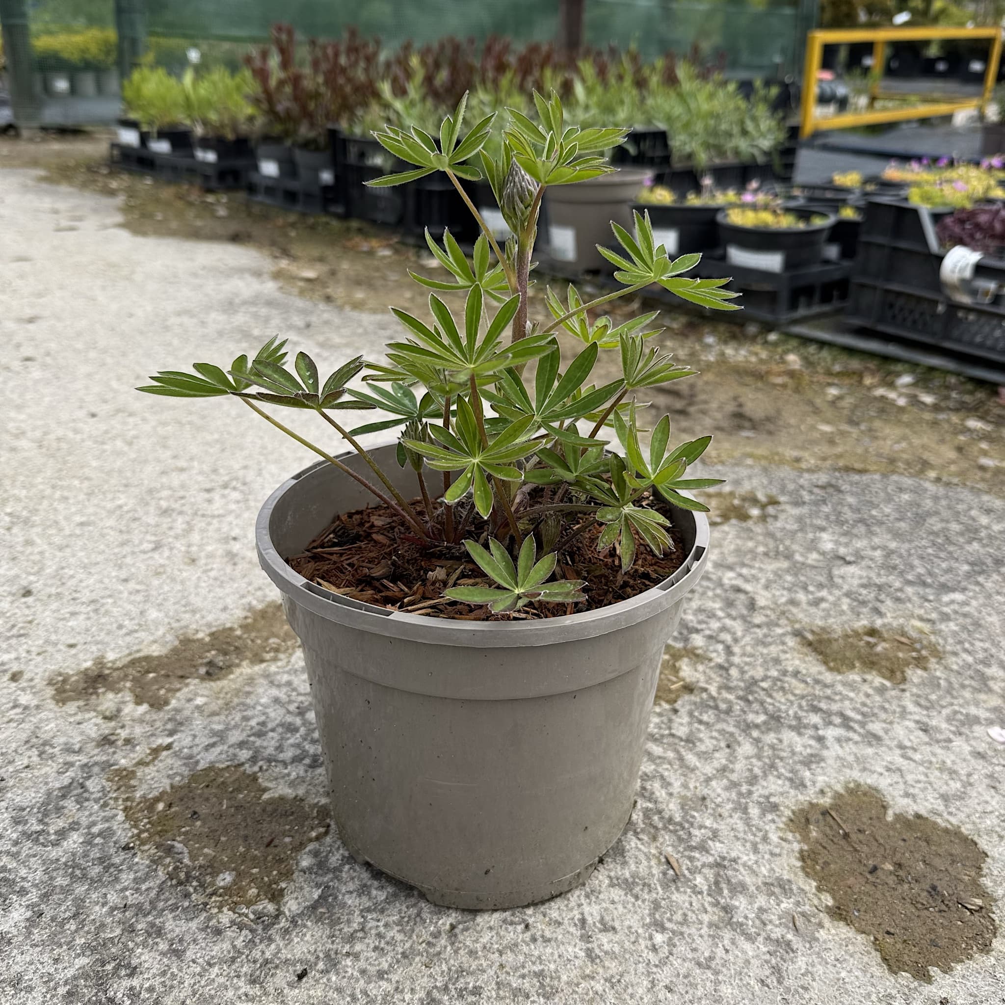 Lupinus 'Red Rum'