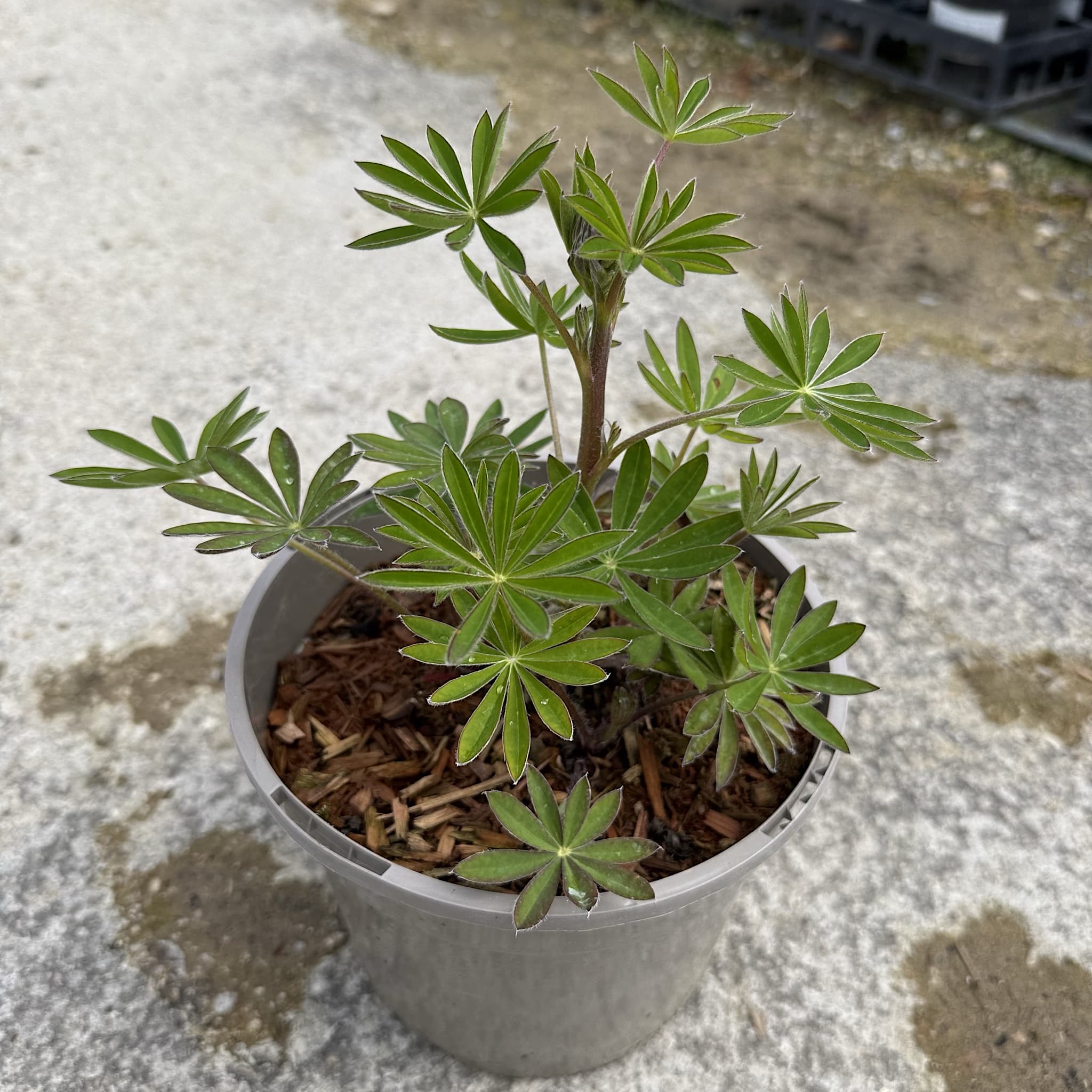 Lupinus 'Red Rum'
