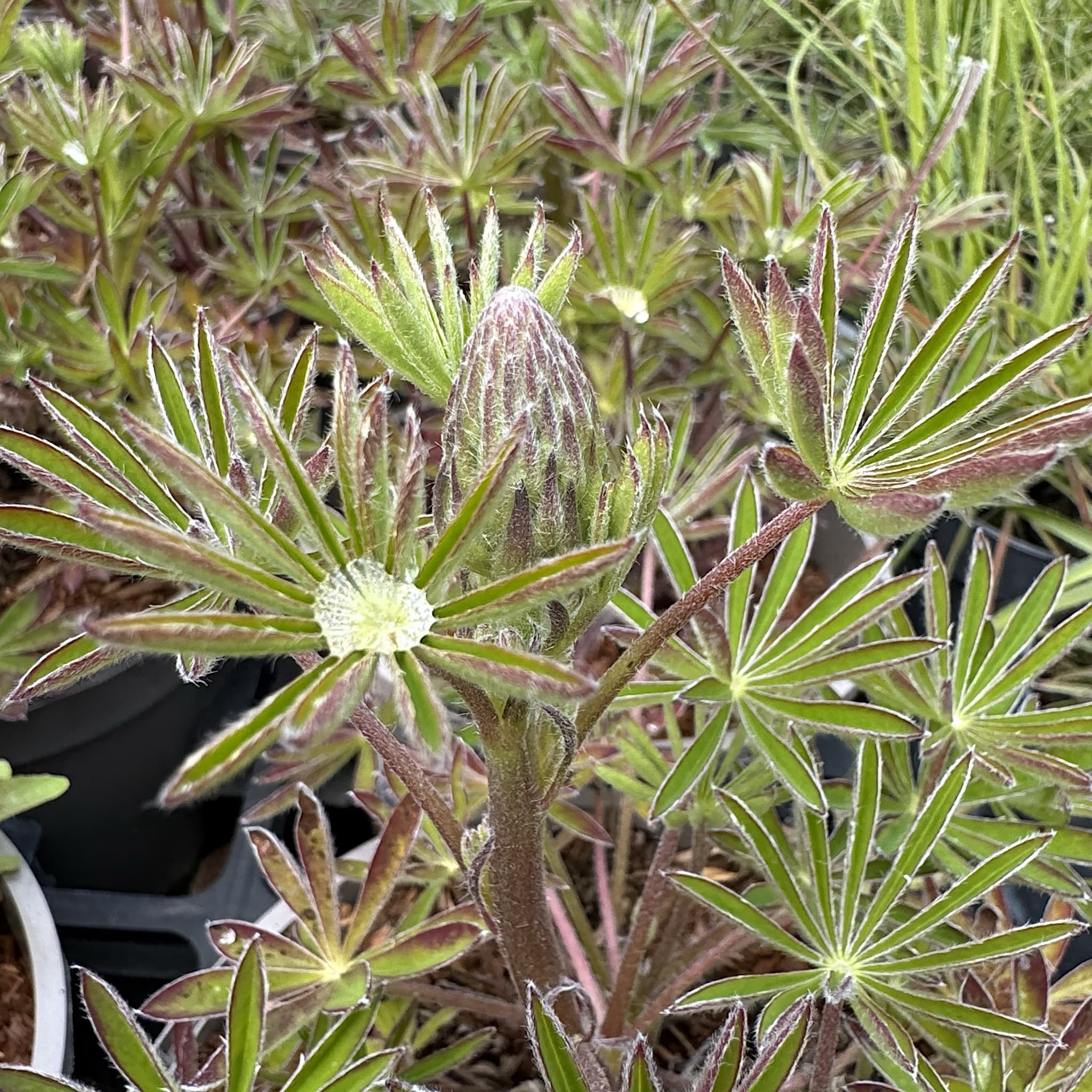 Lupinus 'Red Rum'