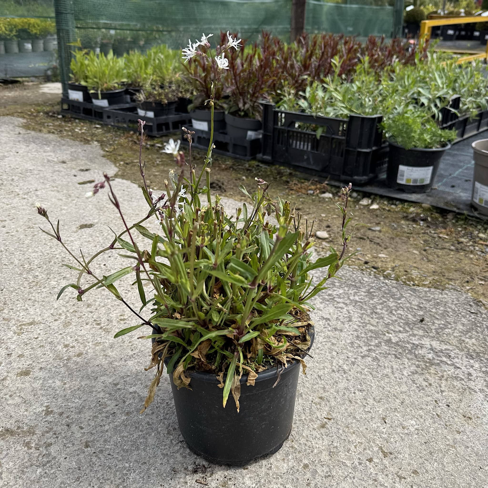 Lychnis flos cuculi 'Alba'