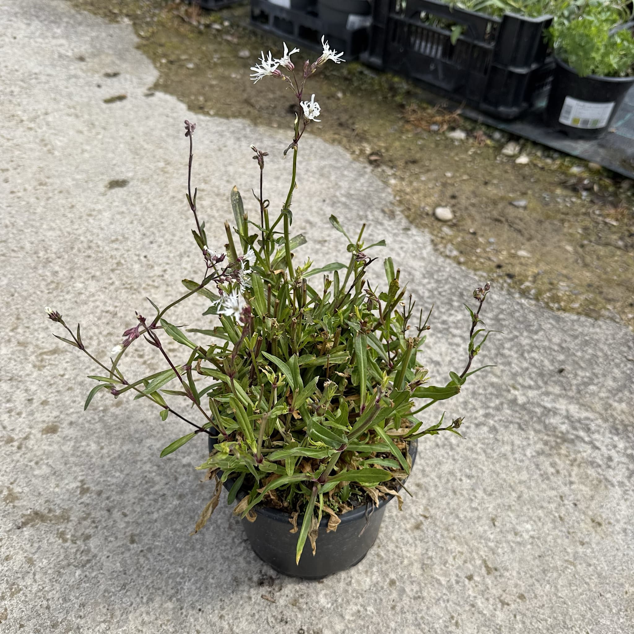 Lychnis flos cuculi 'Alba'