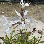 Lychnis flos cuculi 'Alba'