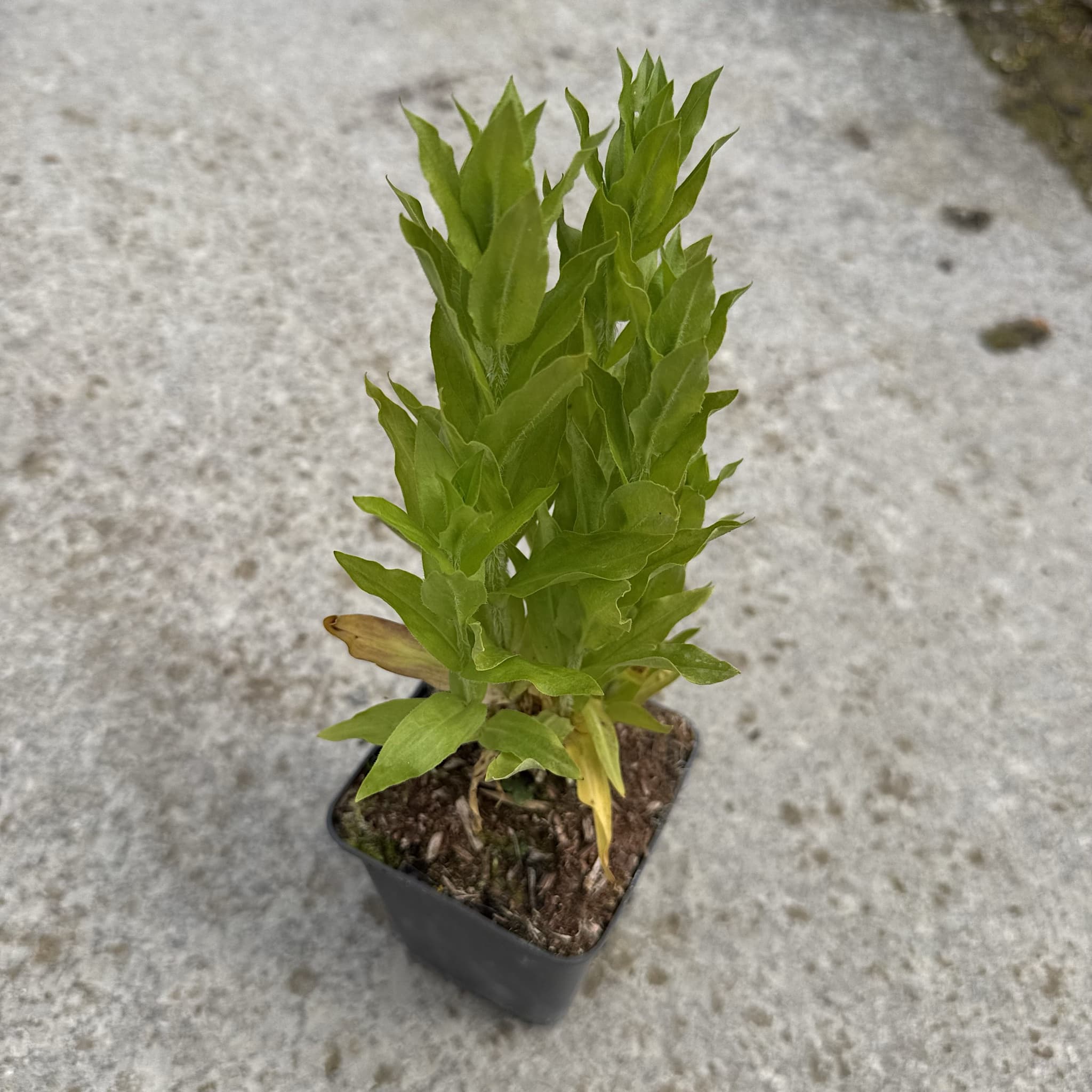 Lychnis chalcedonica