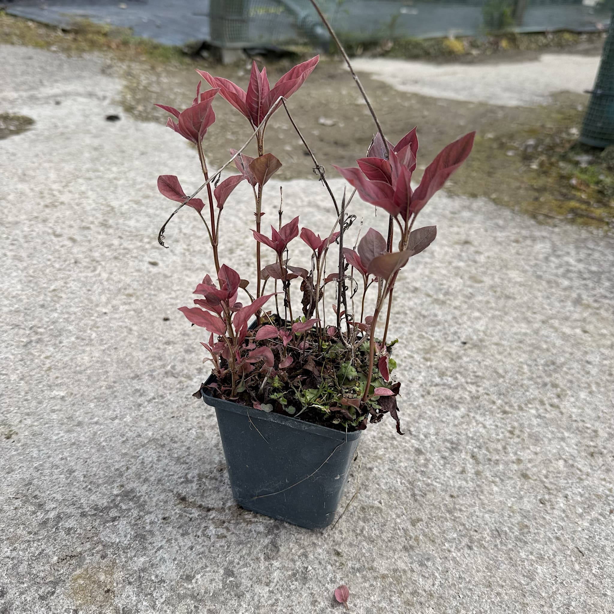 Lysimachia 'Firecracker’