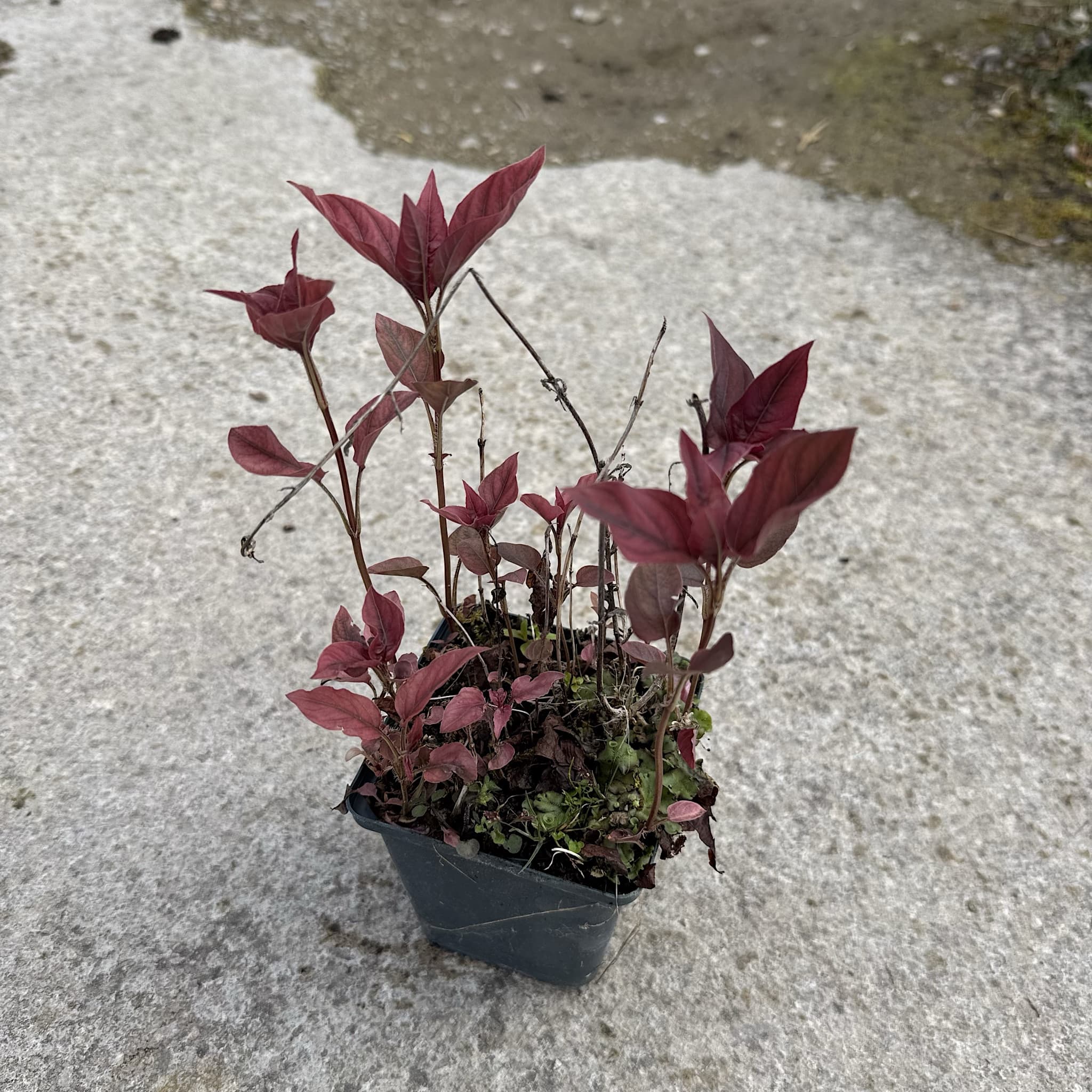 Lysimachia 'Firecracker’