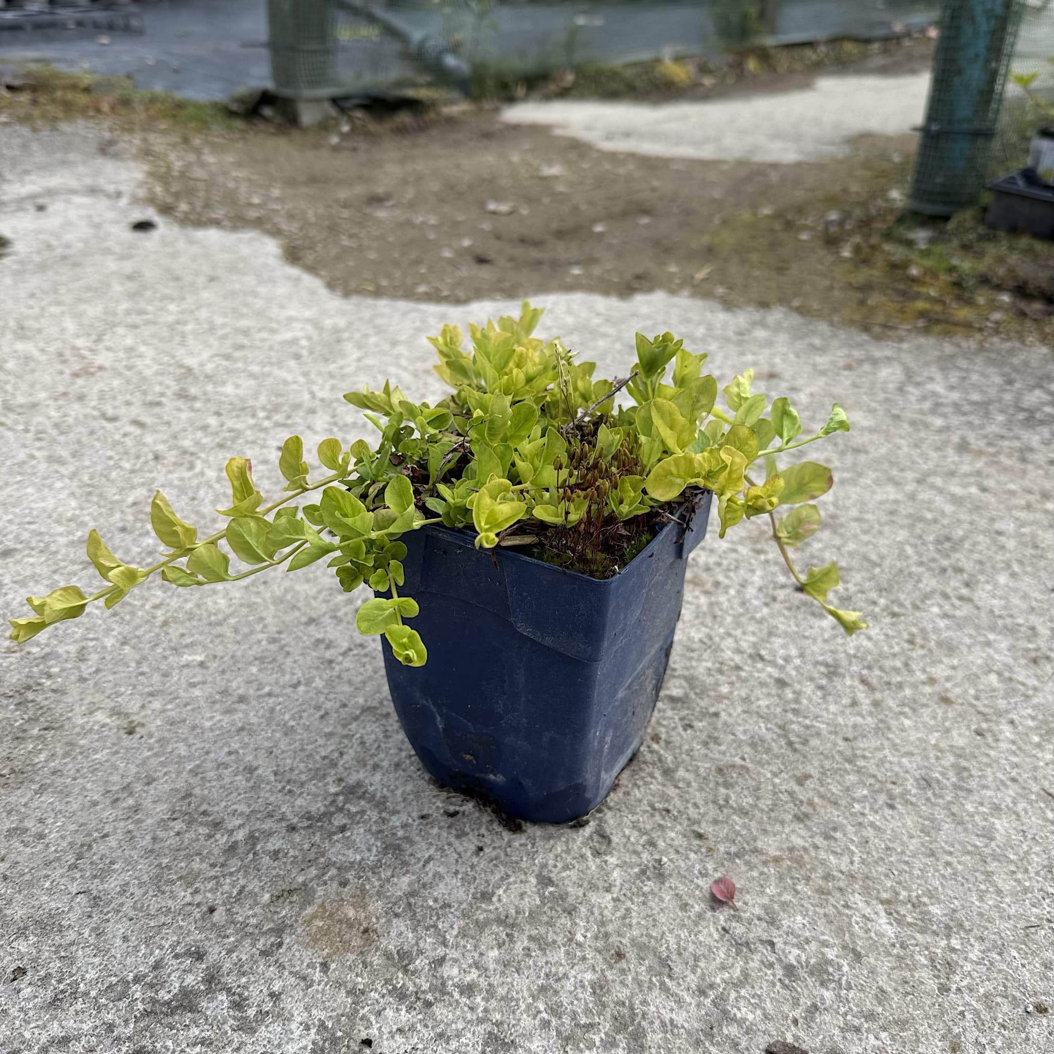 Lysimachia nummularia