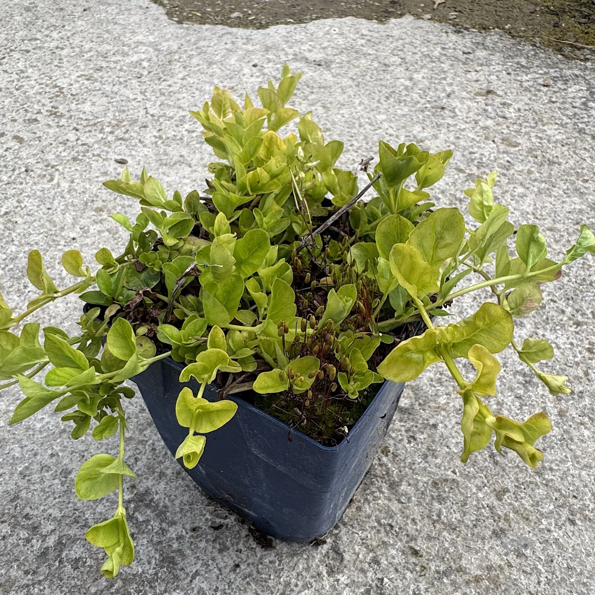 Lysimachia nummularia
