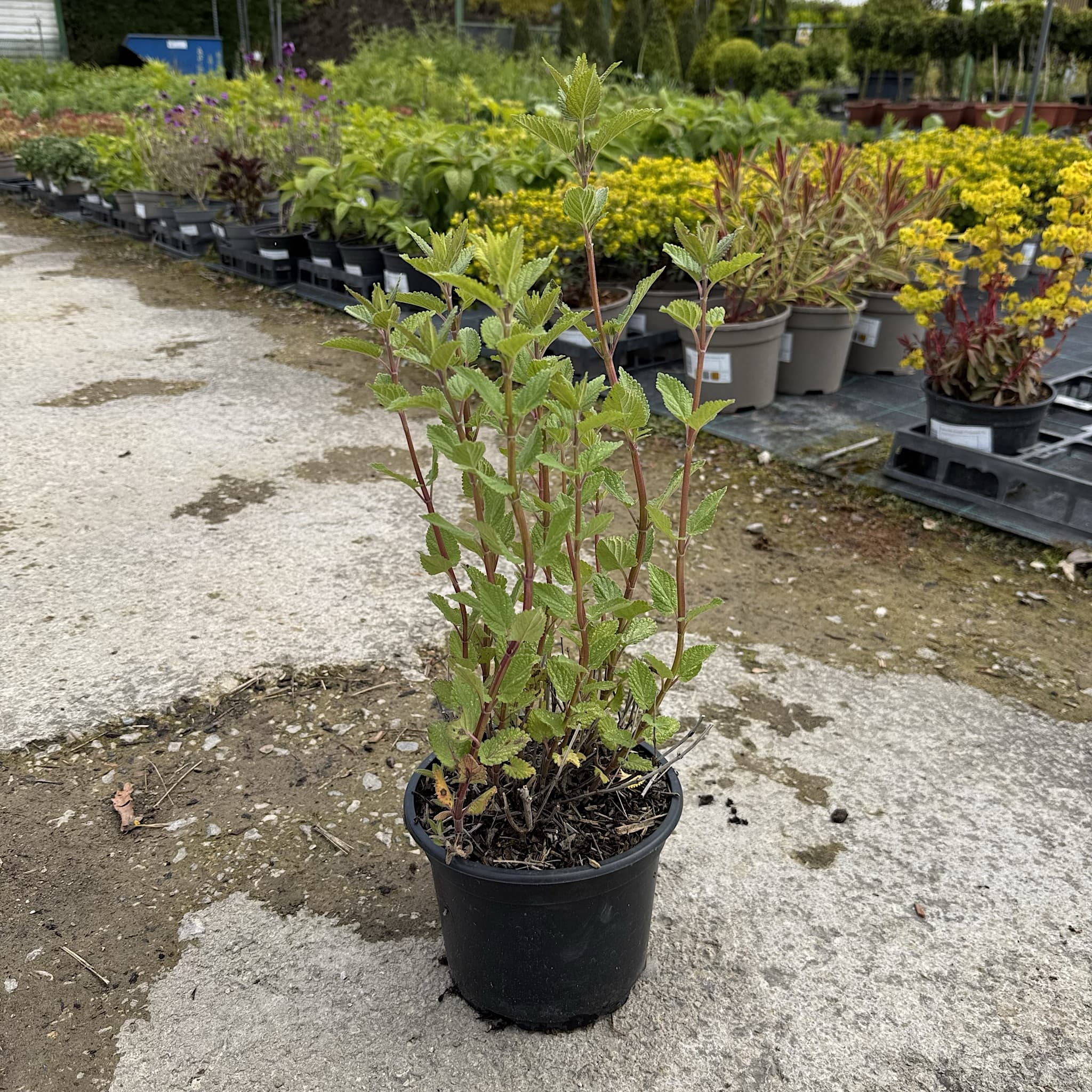 Nepeta 'Dawn to Dusk'