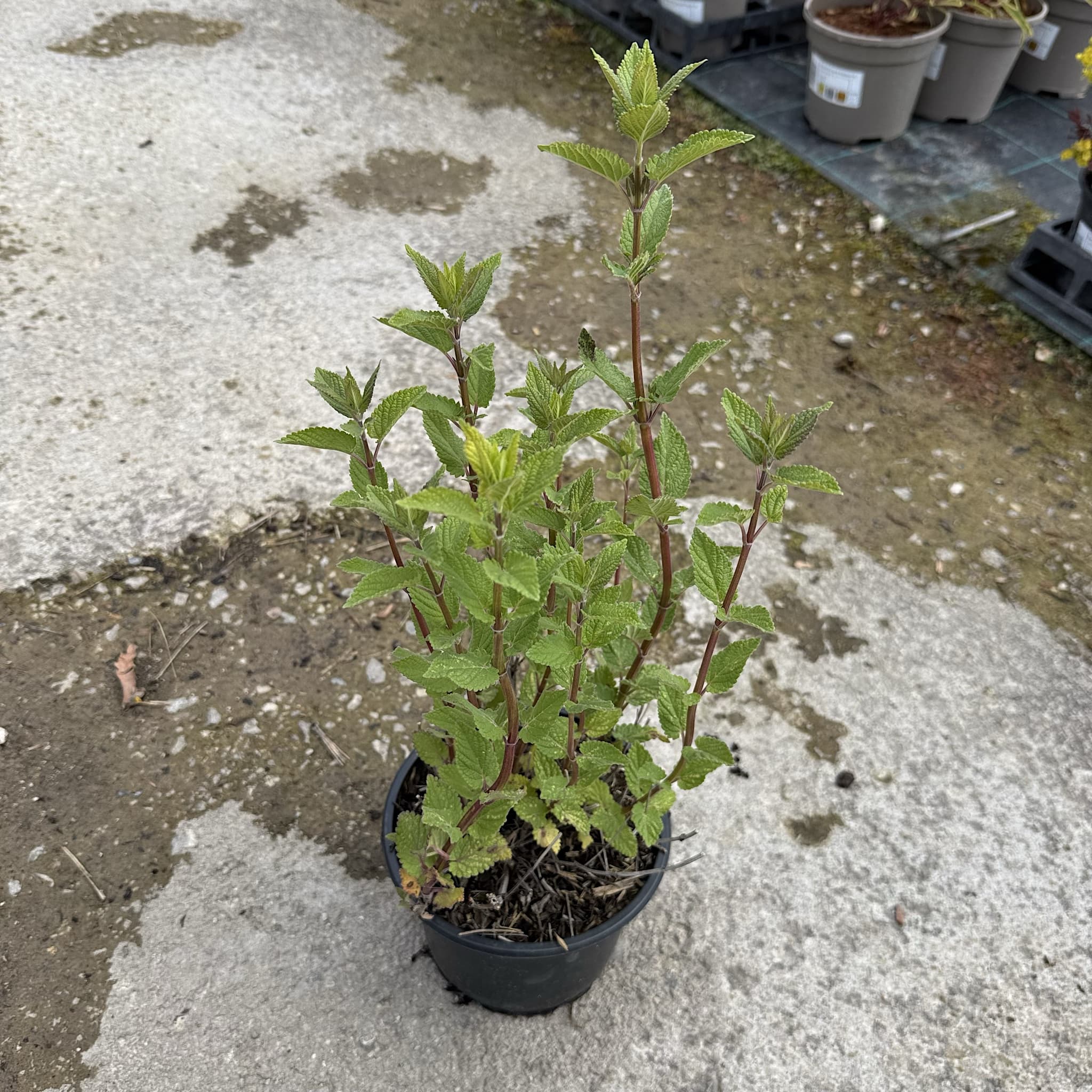 Nepeta 'Dawn to Dusk'
