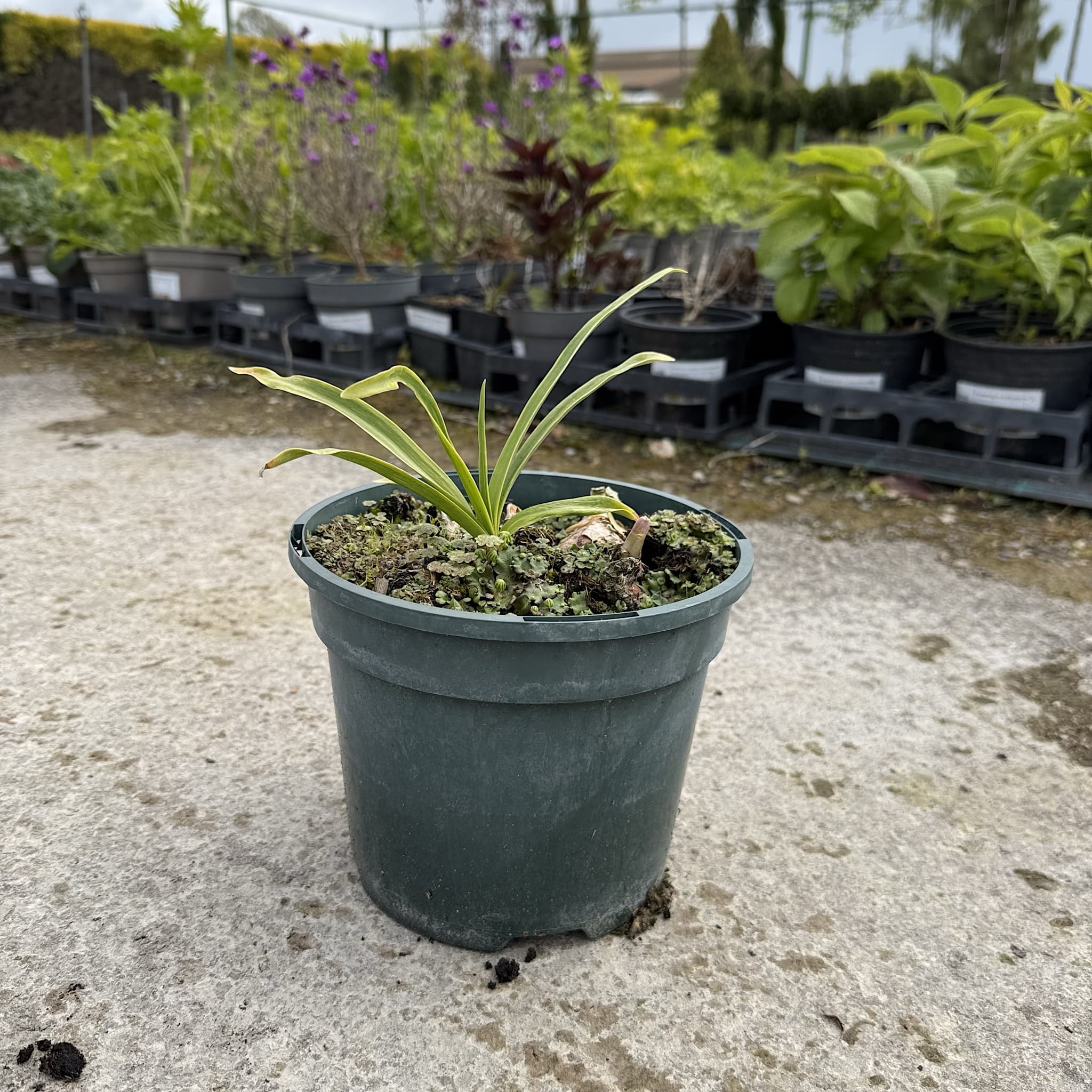 Nerine bowdenii